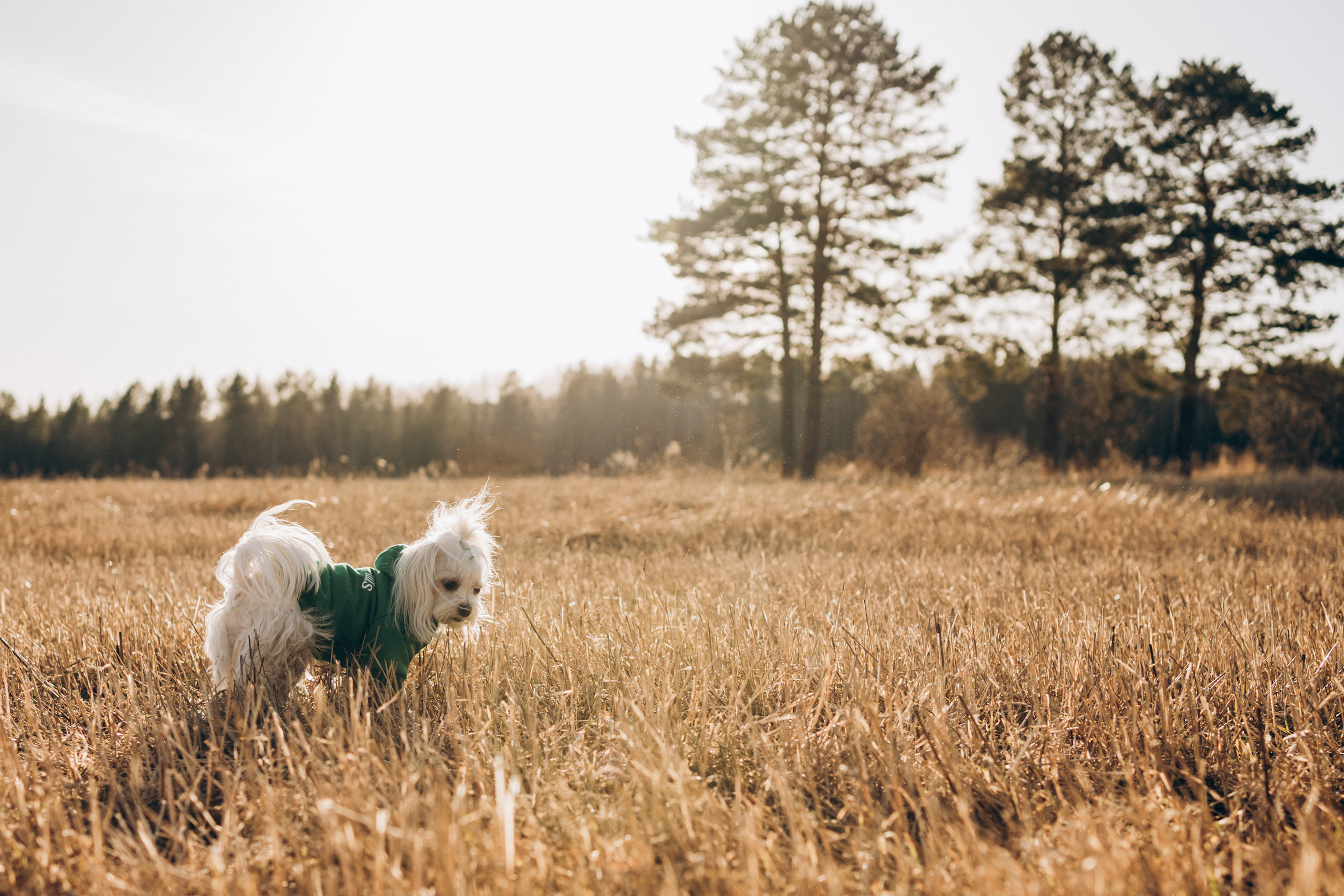 Лиза. Фотограф-анималист Анастасия Большакова
