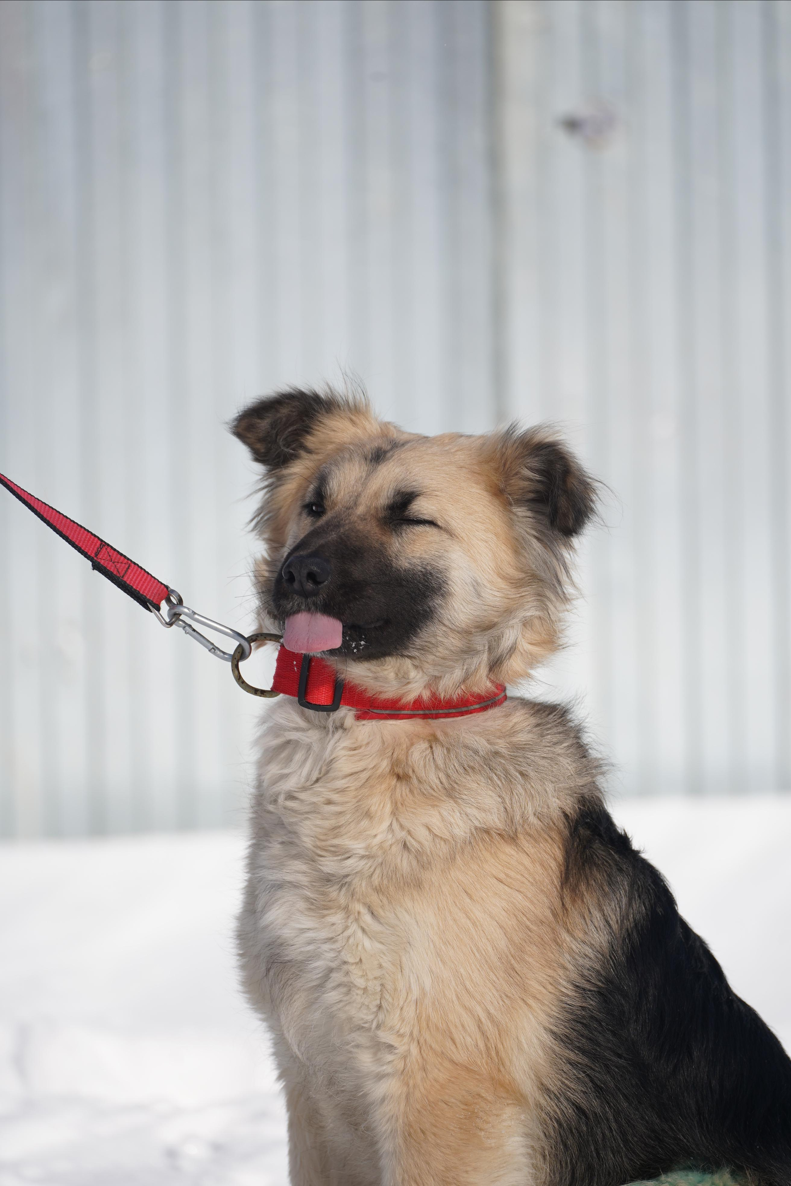 Подопечные приюта. Фотограф-анималист Анастасия Большакова