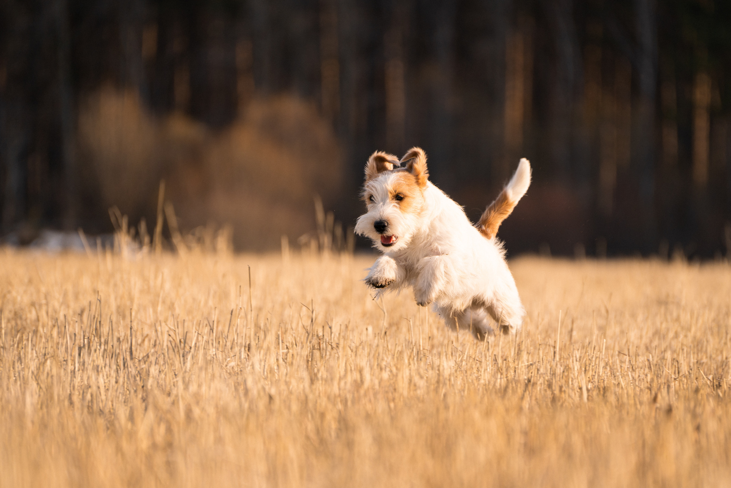 Арти и Тедди. Фотограф-анималист Анастасия Большакова