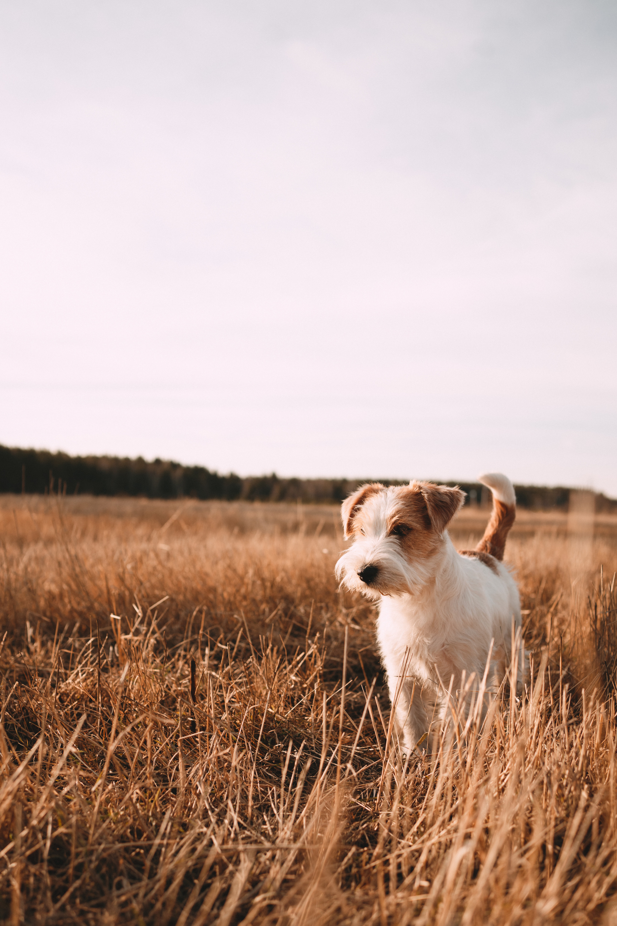 Арти и Тедди. Фотограф-анималист Анастасия Большакова