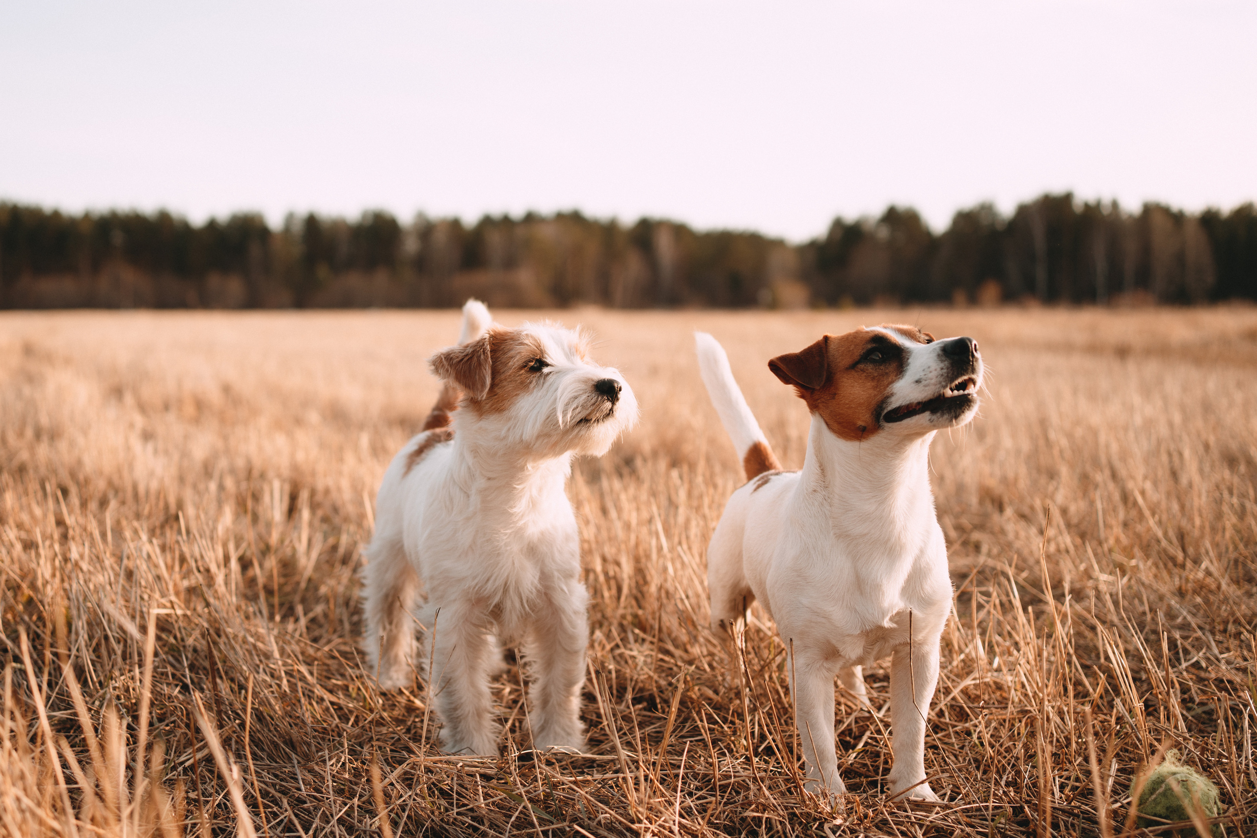 Арти и Тедди. Фотограф-анималист Анастасия Большакова