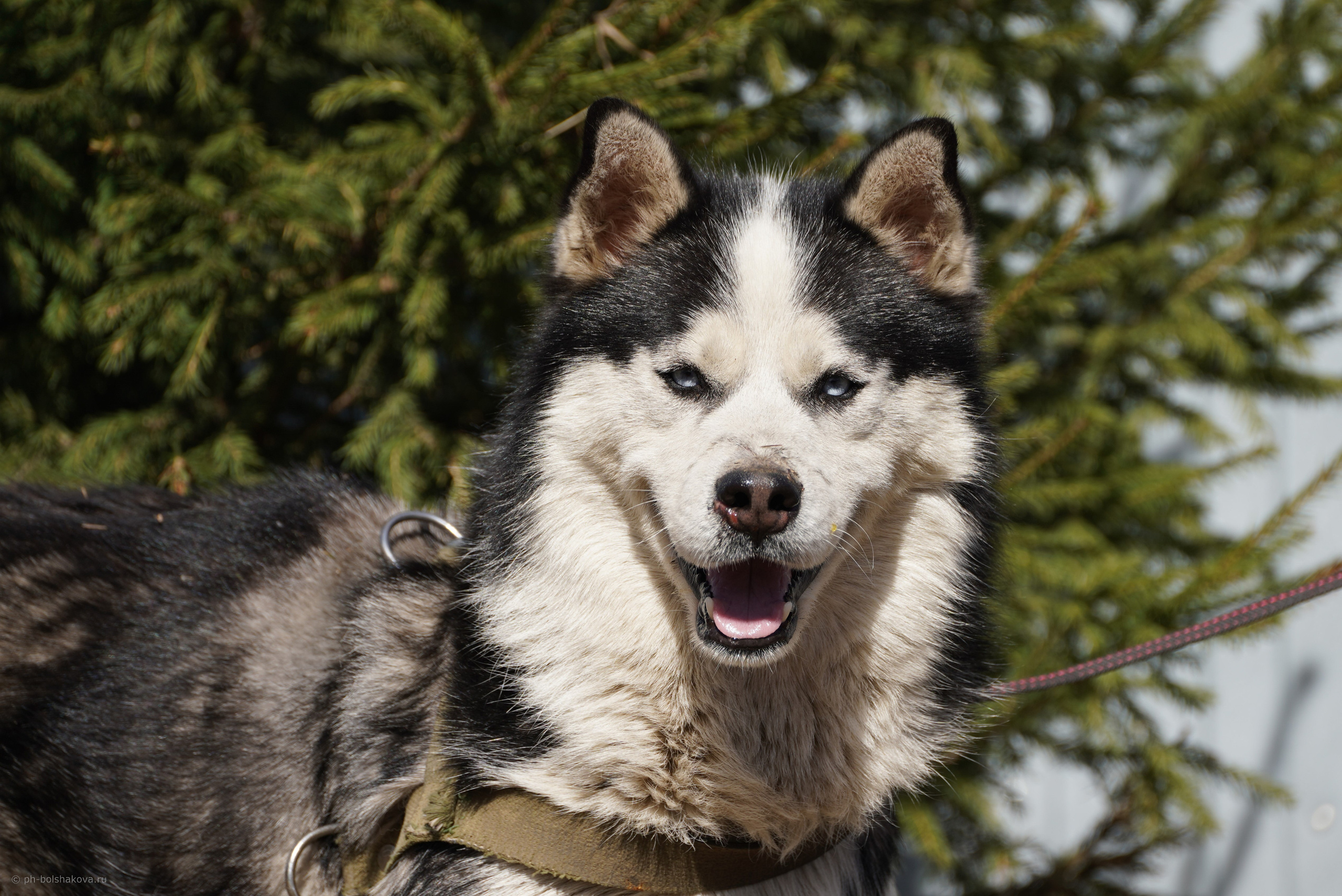 Подопечные приюта. Фотограф-анималист Анастасия Большакова