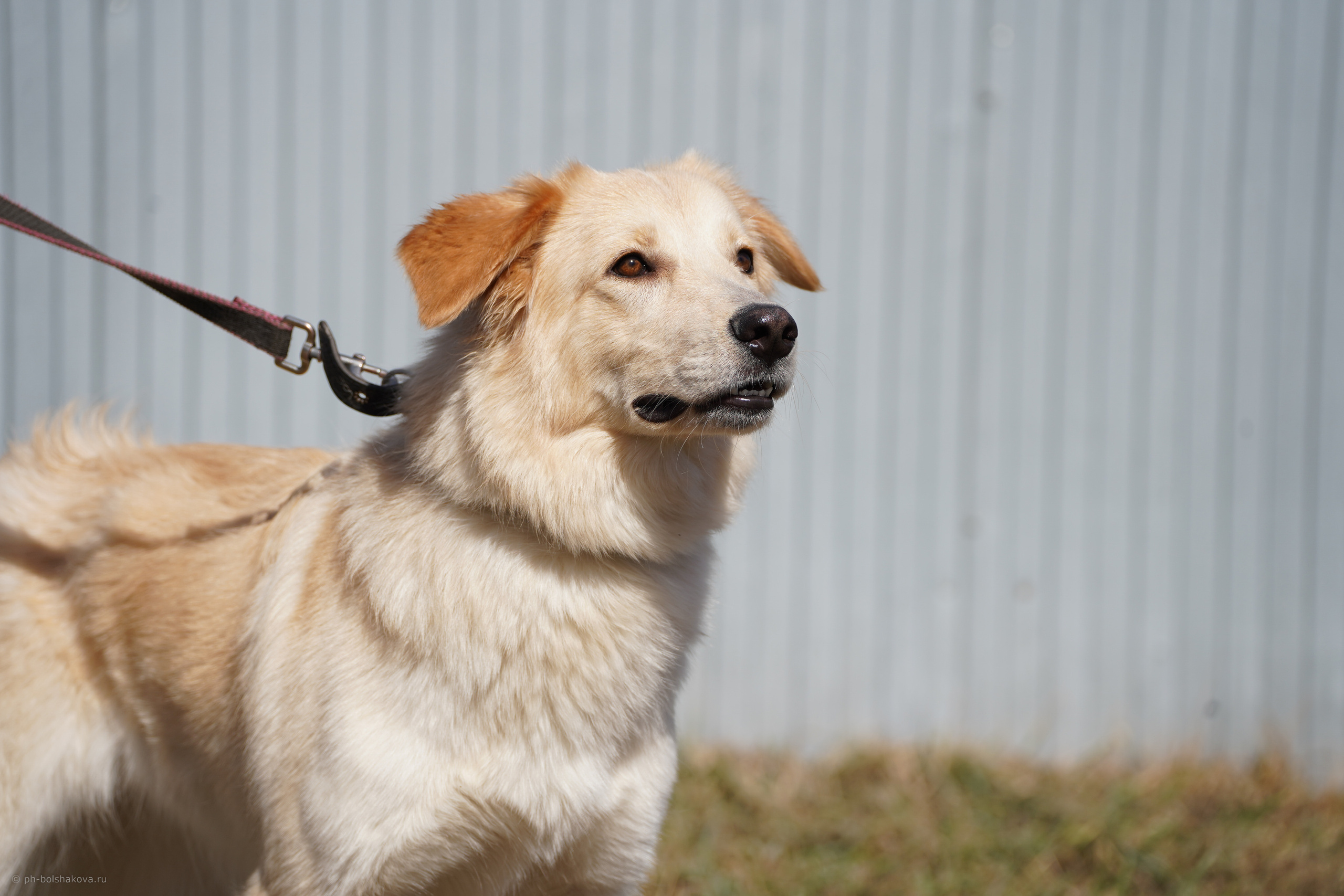 Подопечные приюта. Фотограф-анималист Анастасия Большакова