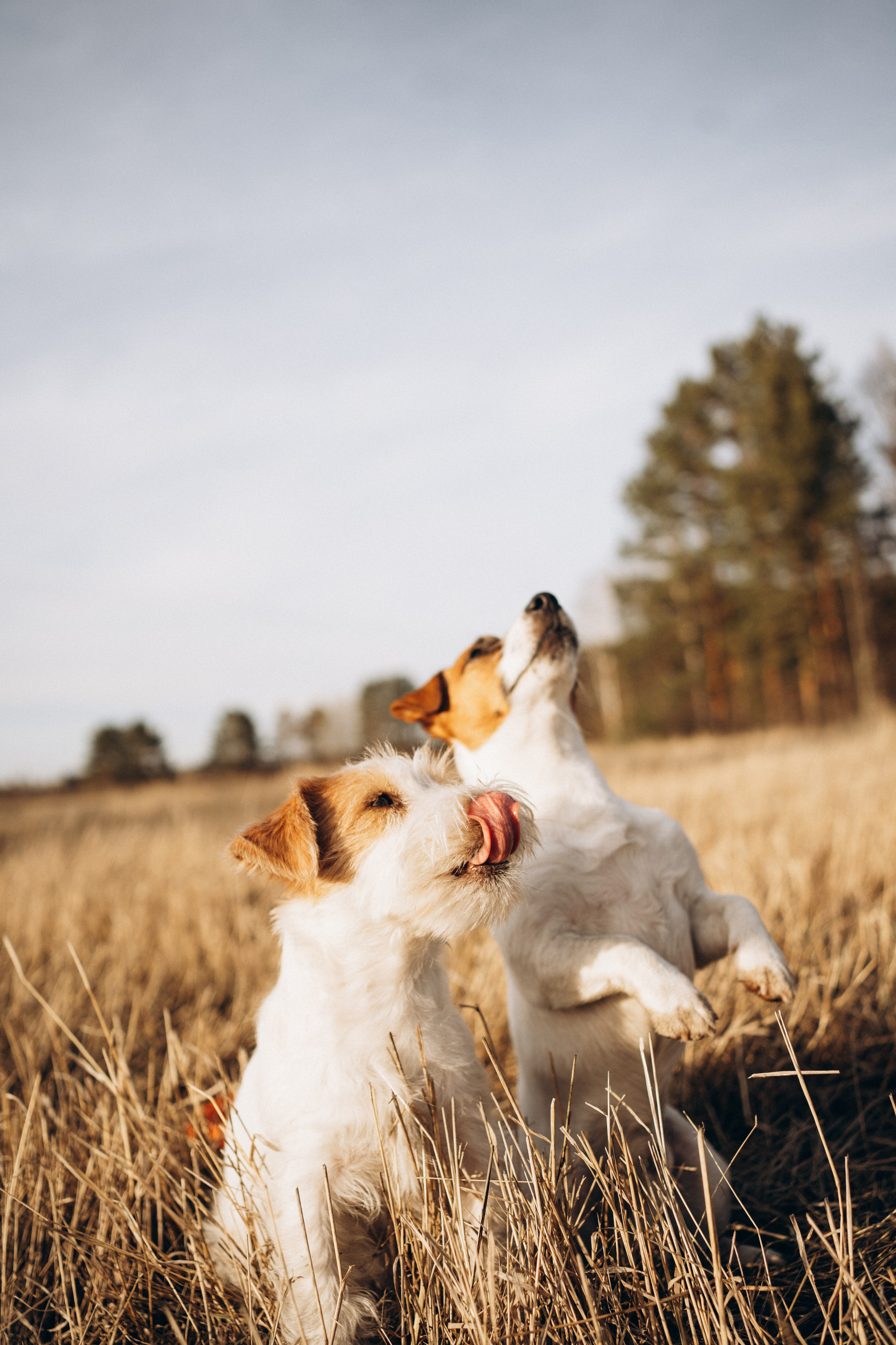 Арти и Тедди. Фотограф-анималист Анастасия Большакова