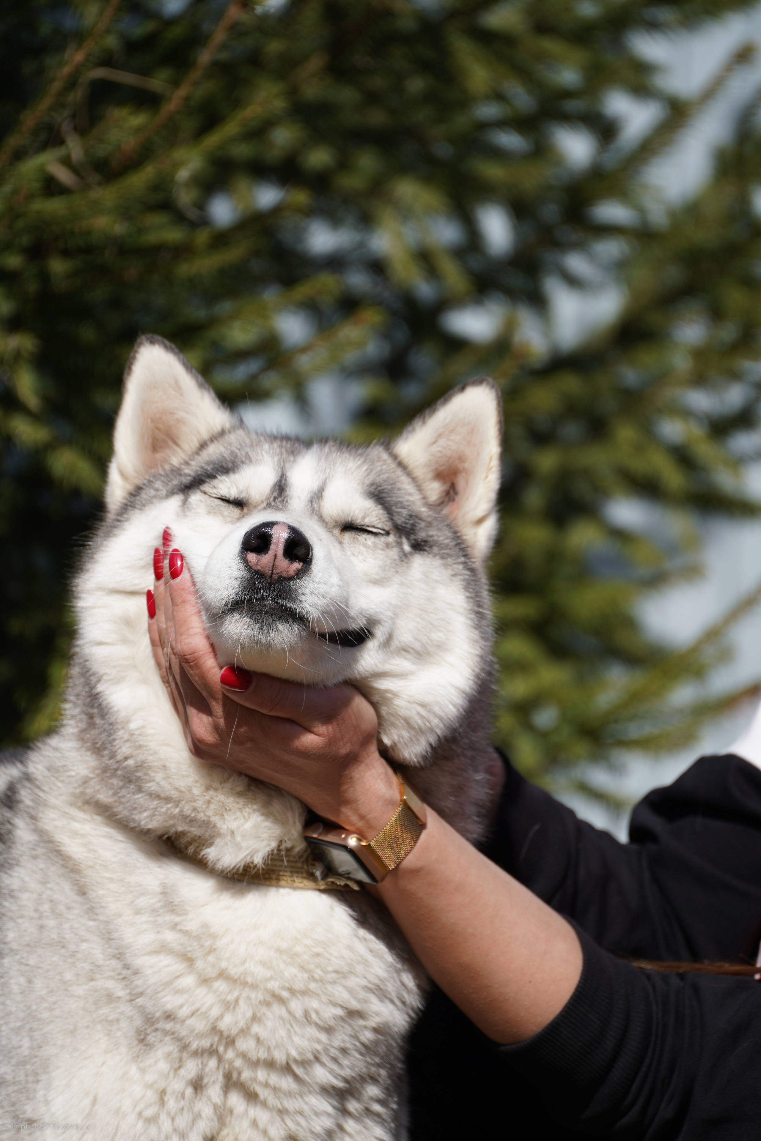 Подопечные приюта. Фотограф-анималист Анастасия Большакова