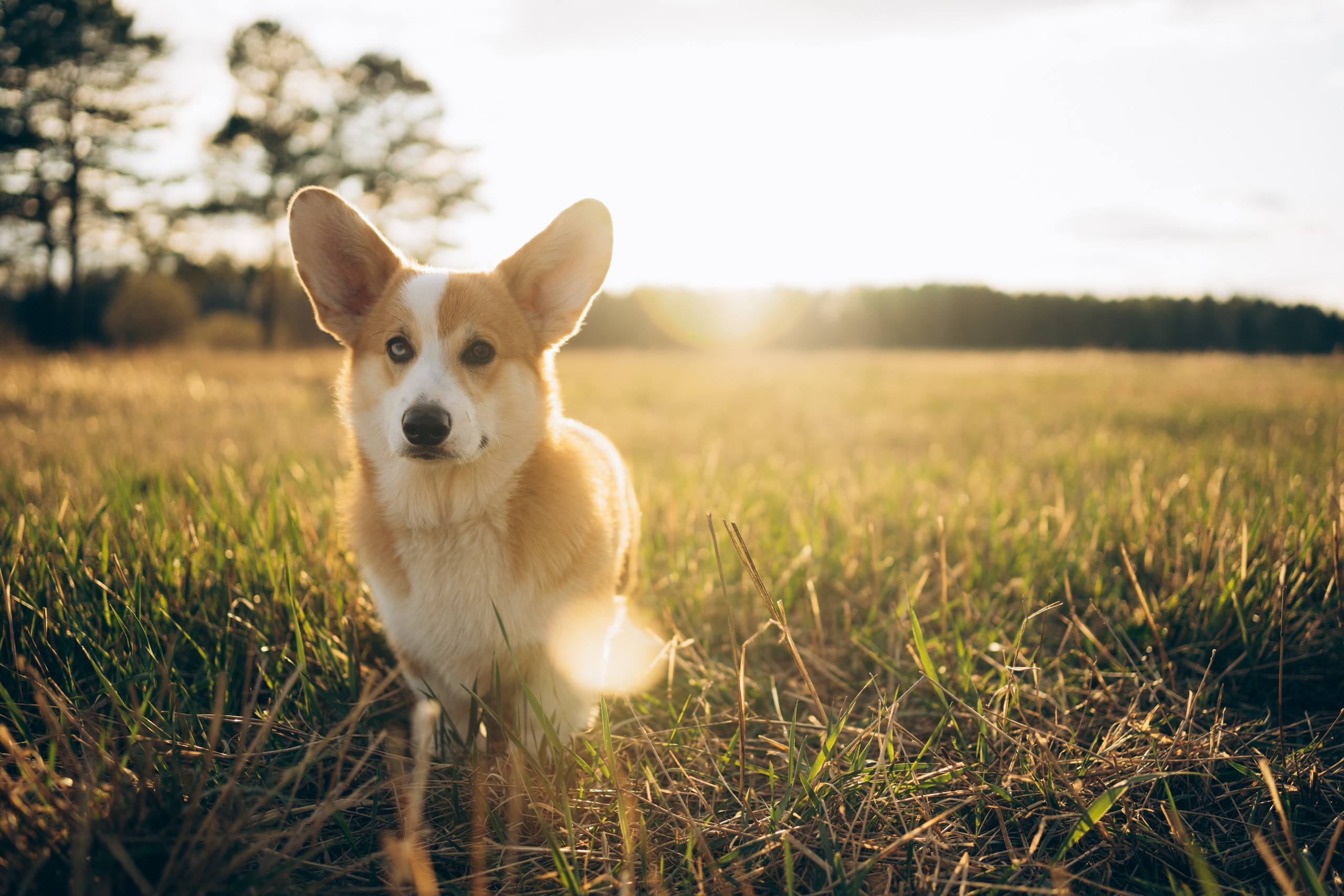 Тако. Фотограф-анималист Анастасия Большакова