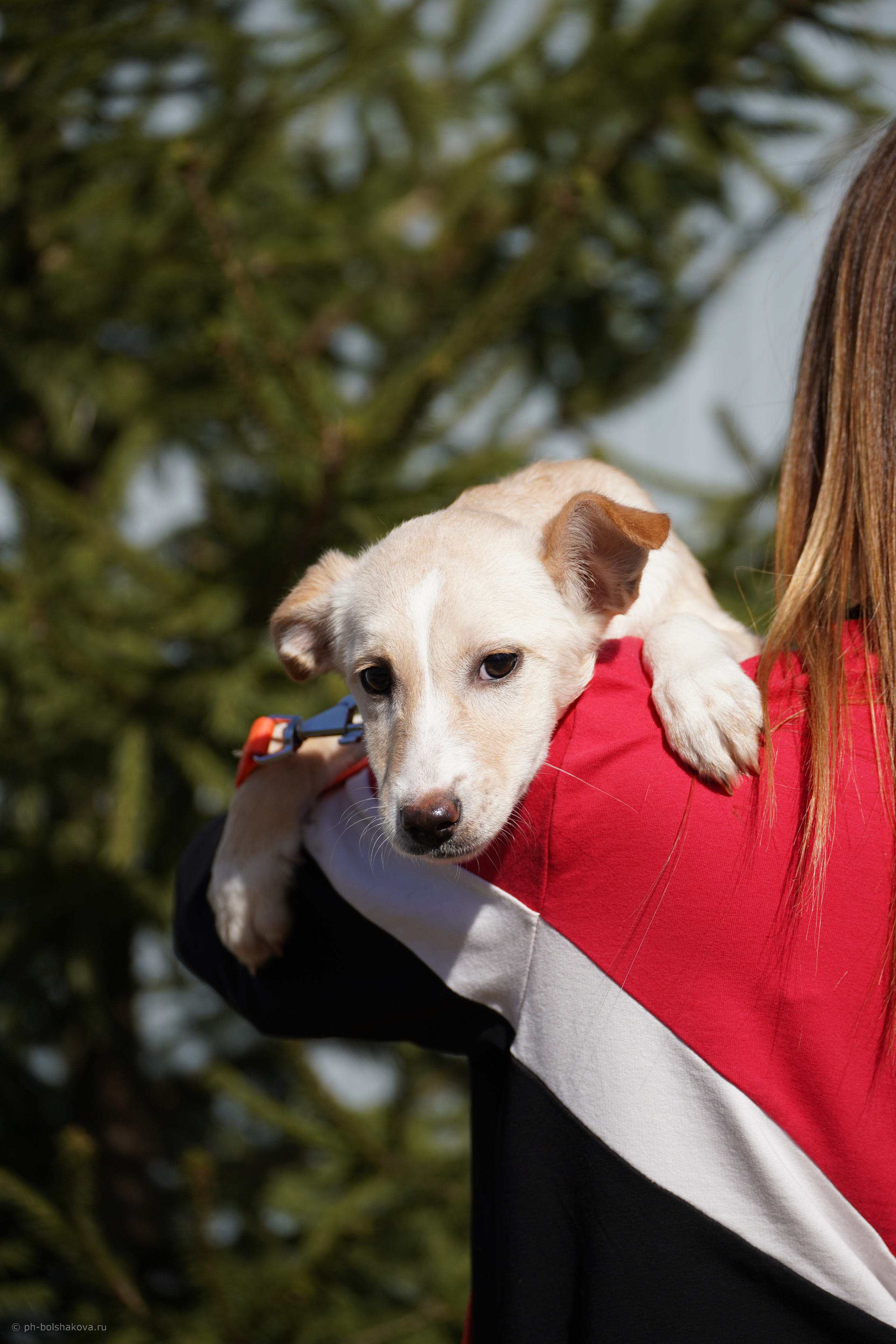 Подопечные приюта. Фотограф-анималист Анастасия Большакова
