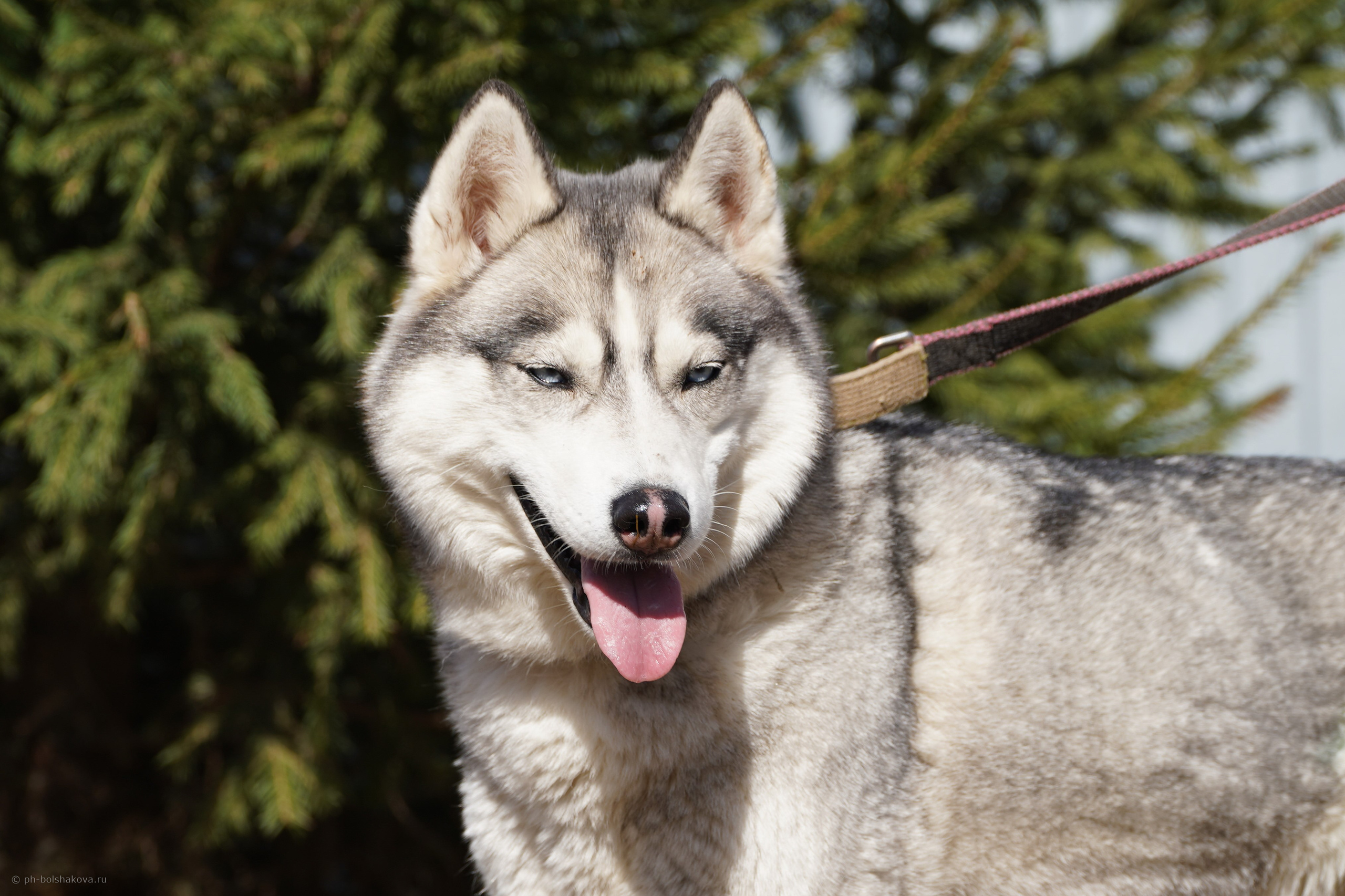 Подопечные приюта. Фотограф-анималист Анастасия Большакова