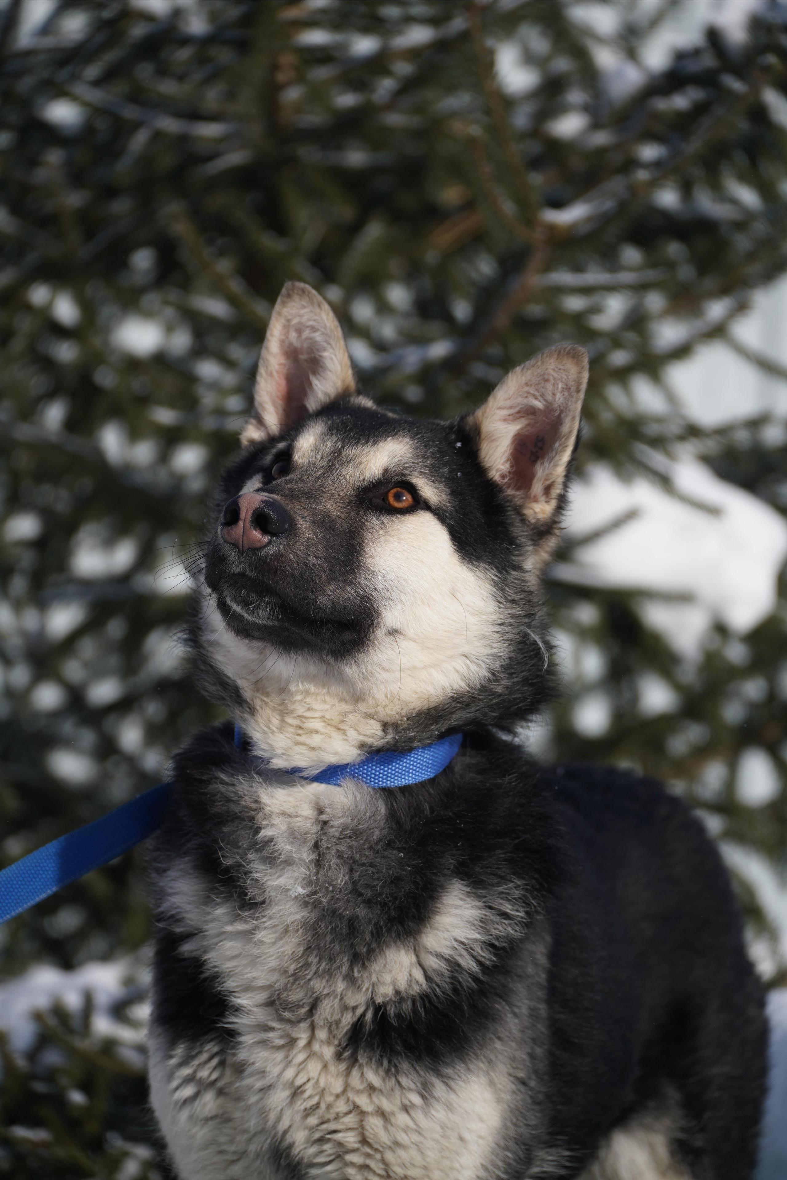 Подопечные приюта. Фотограф-анималист Анастасия Большакова