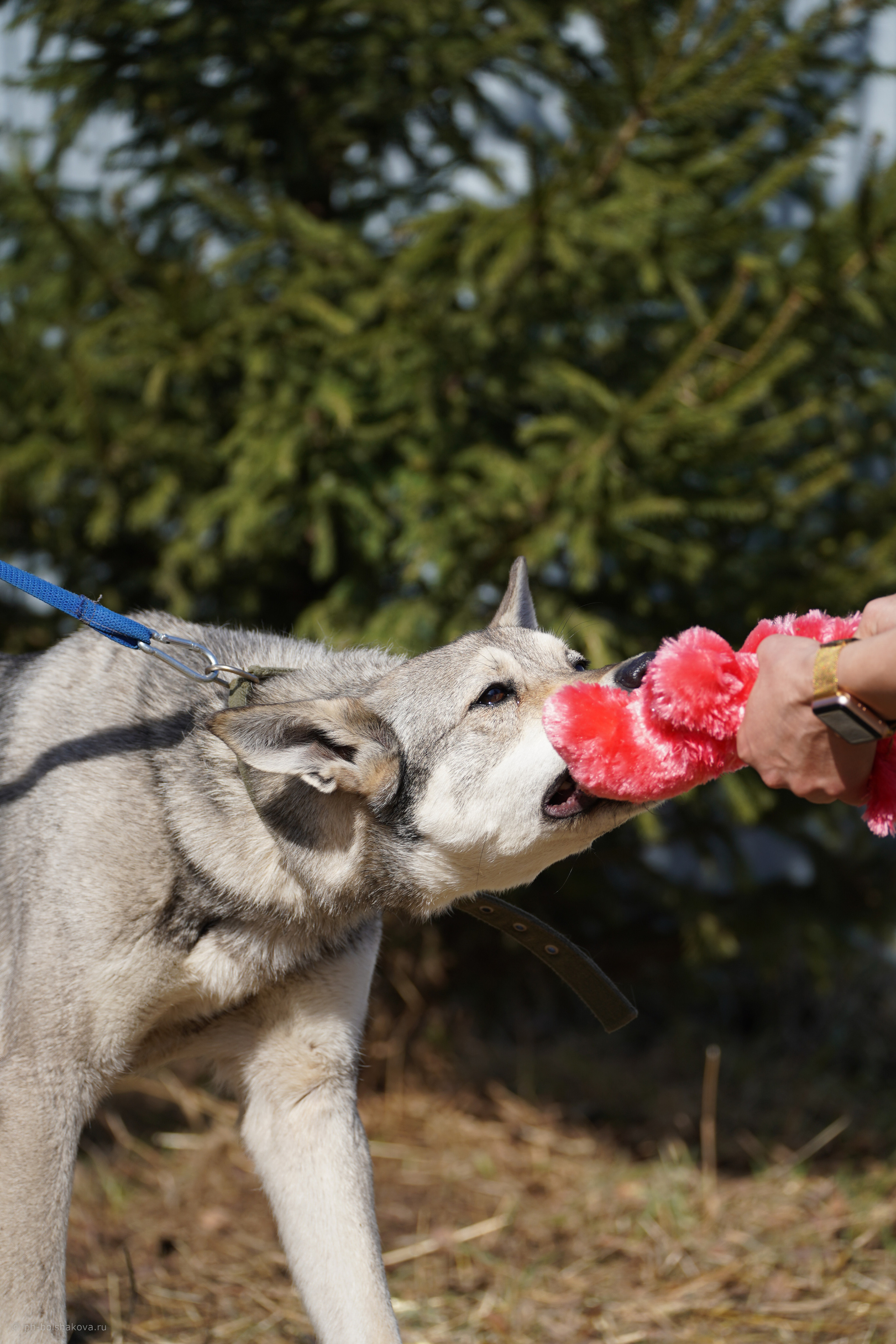 Подопечные приюта. Фотограф-анималист Анастасия Большакова