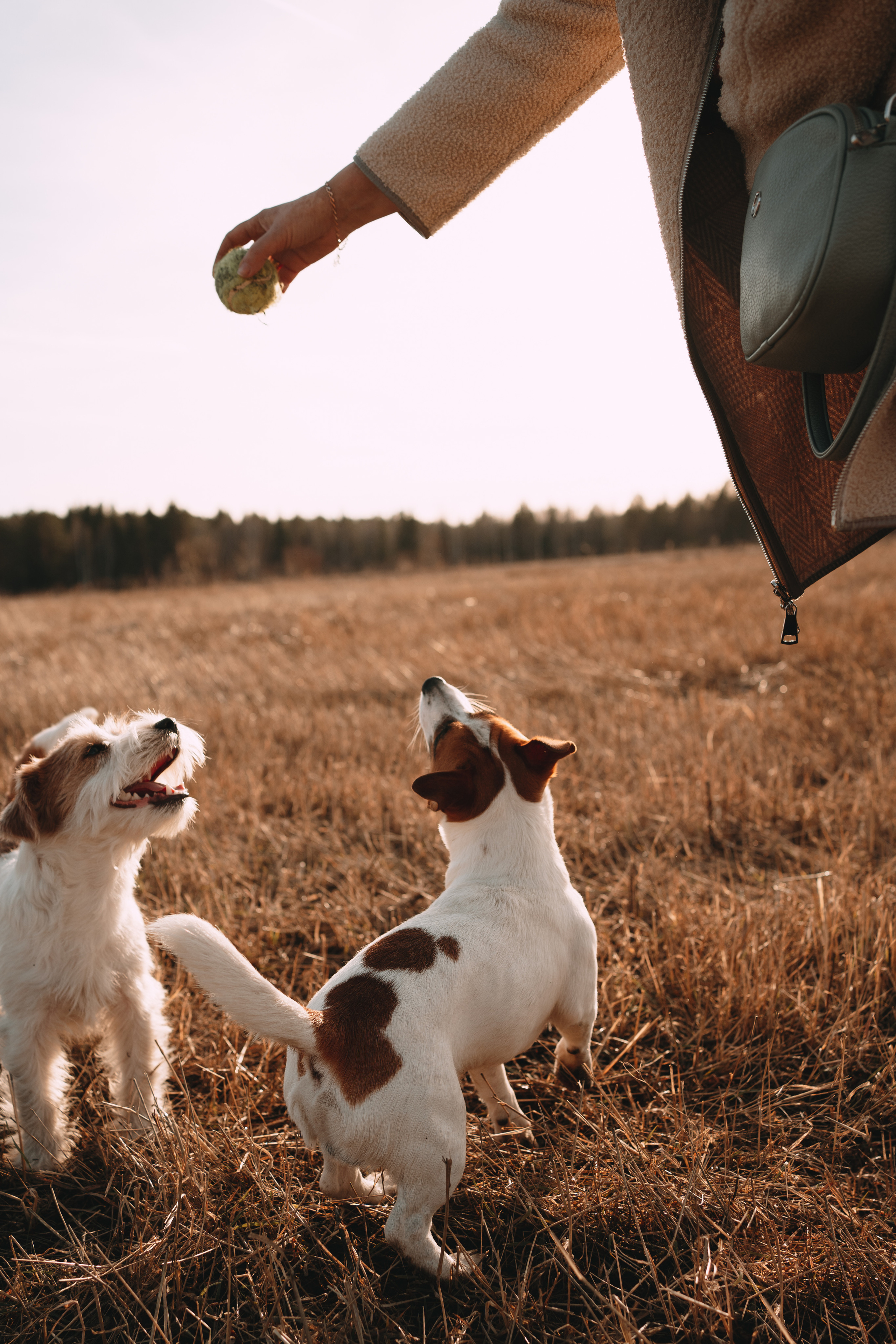 Арти и Тедди. Фотограф-анималист Анастасия Большакова