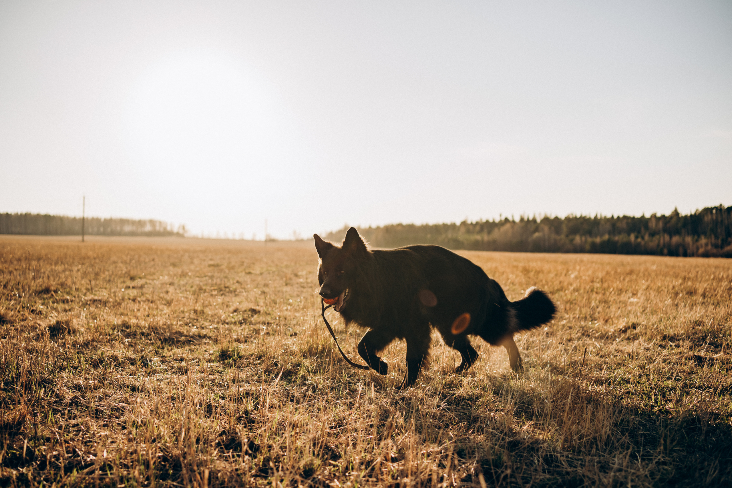 Кай. Фотограф-анималист Анастасия Большакова