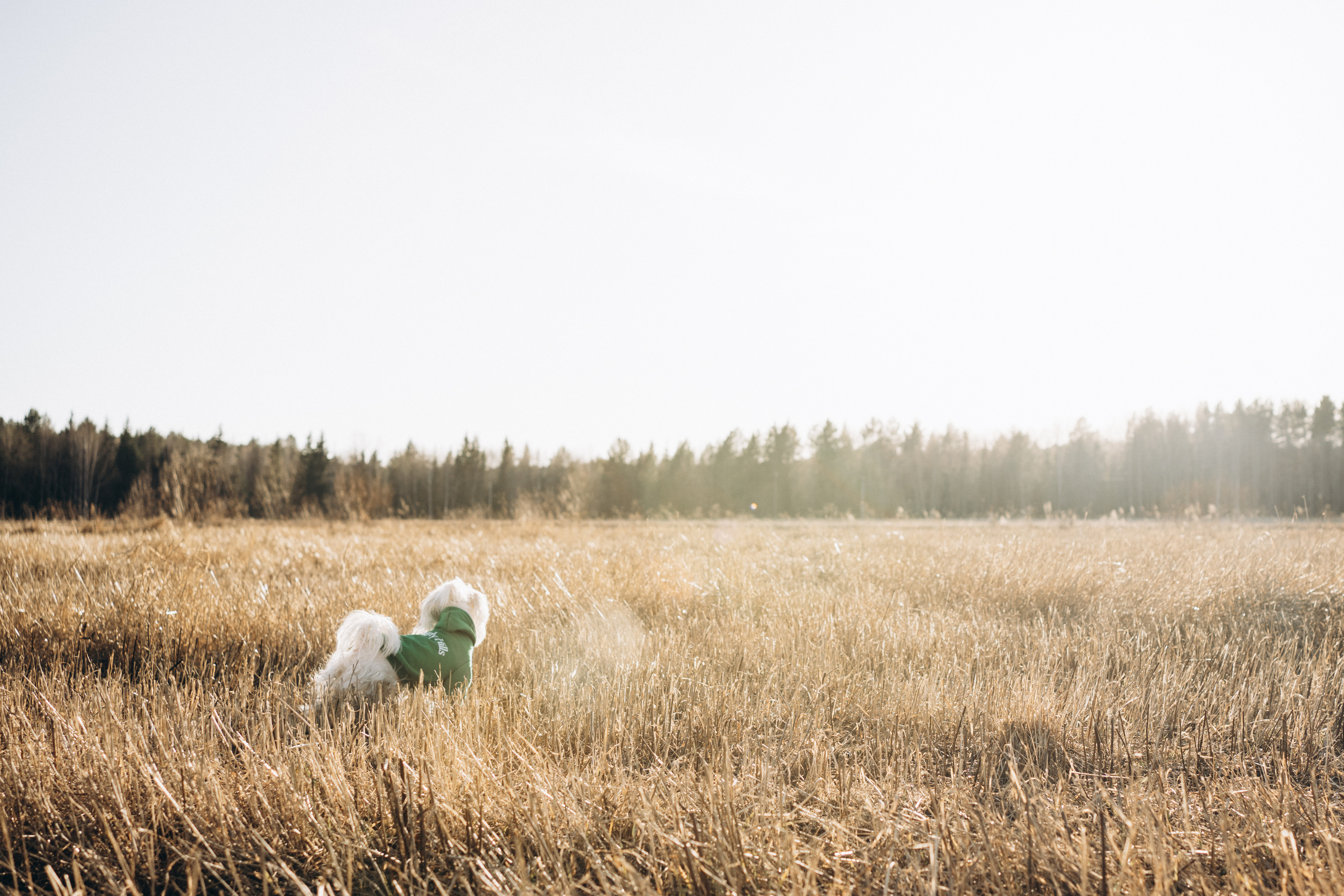 Лиза. Фотограф-анималист Анастасия Большакова