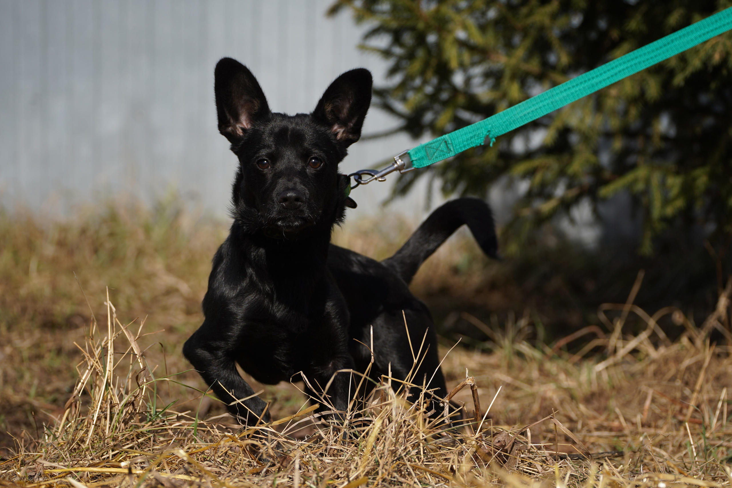 Подопечные приюта. Фотограф-анималист Анастасия Большакова
