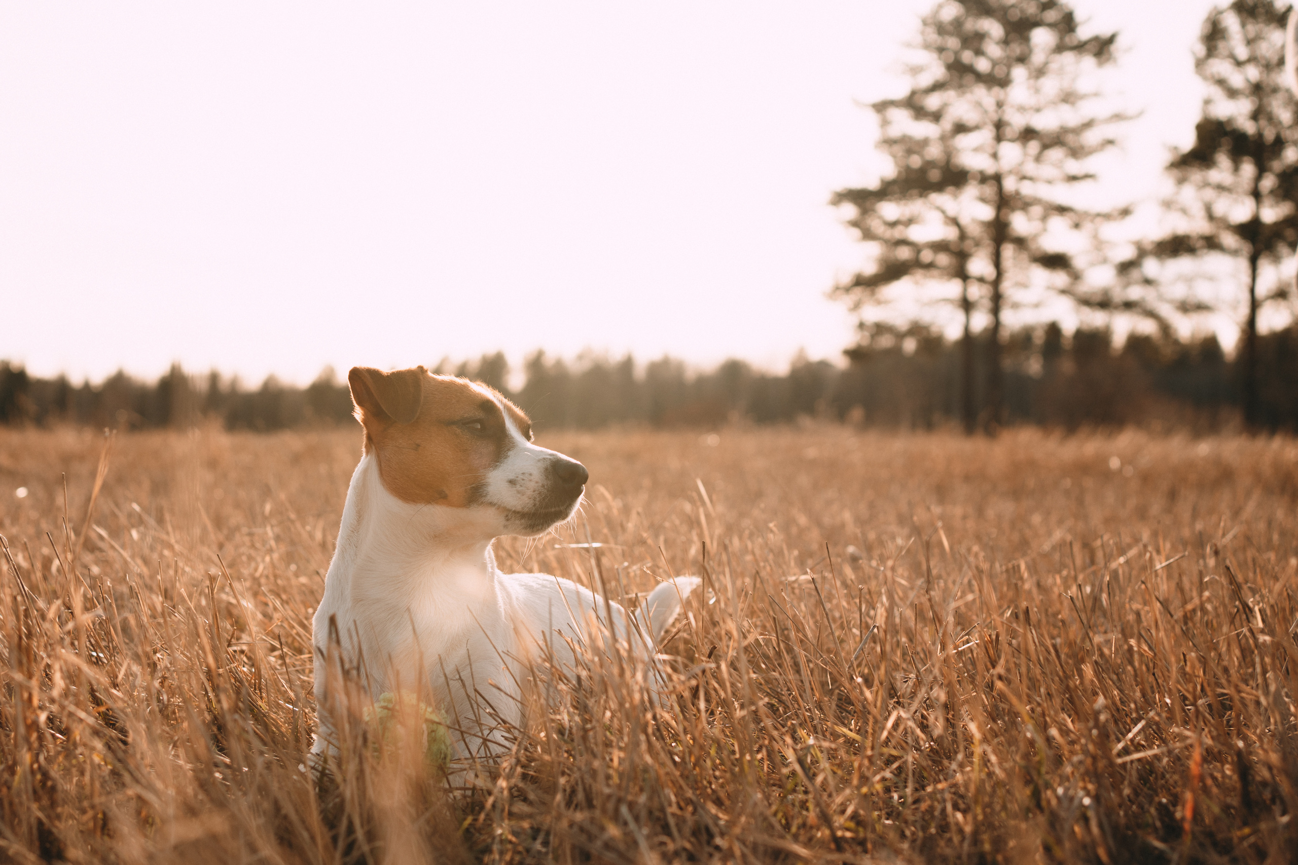 Арти и Тедди. Фотограф-анималист Анастасия Большакова