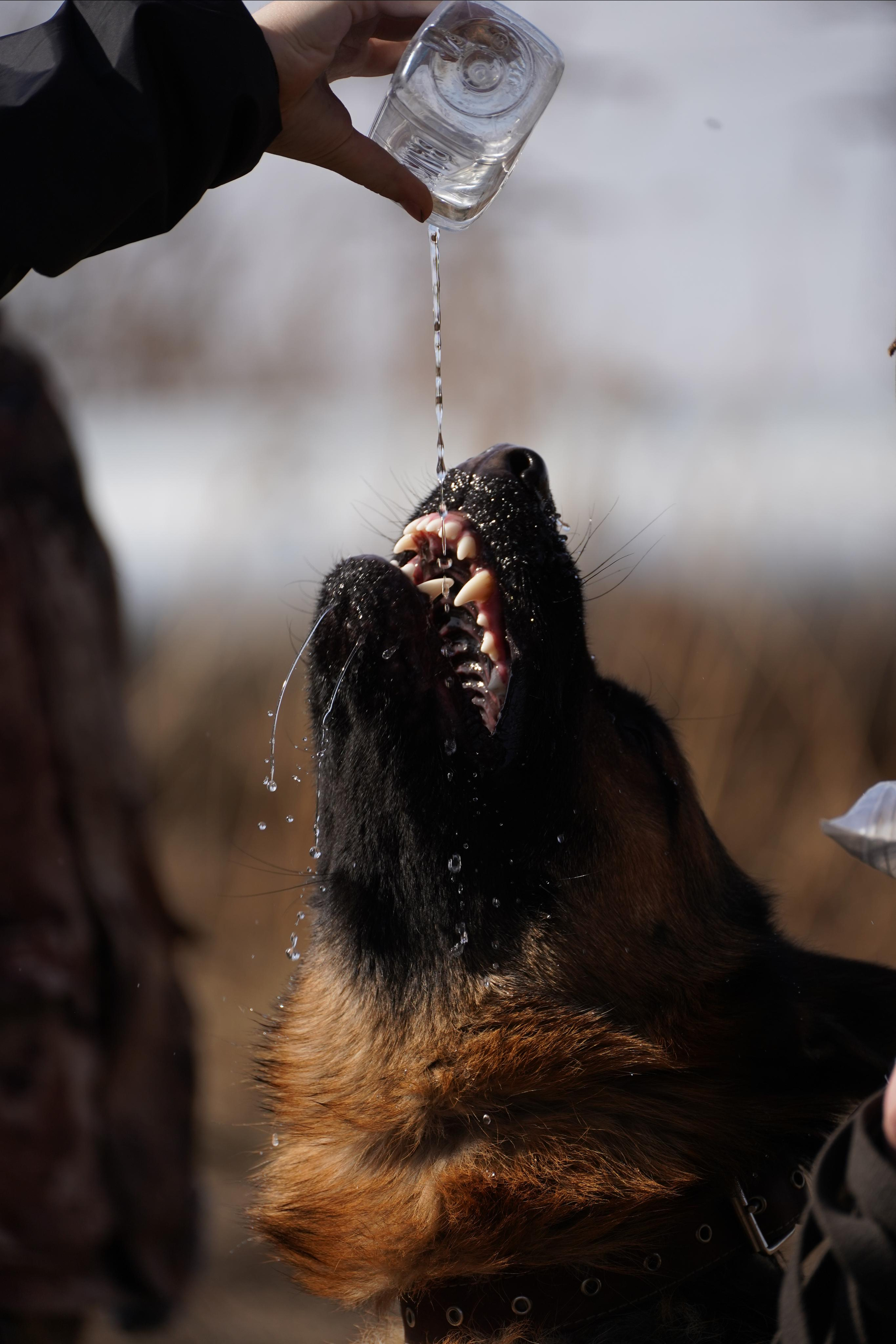 Клуб любителей собак «CANIS». Фотограф-анималист Анастасия Большакова