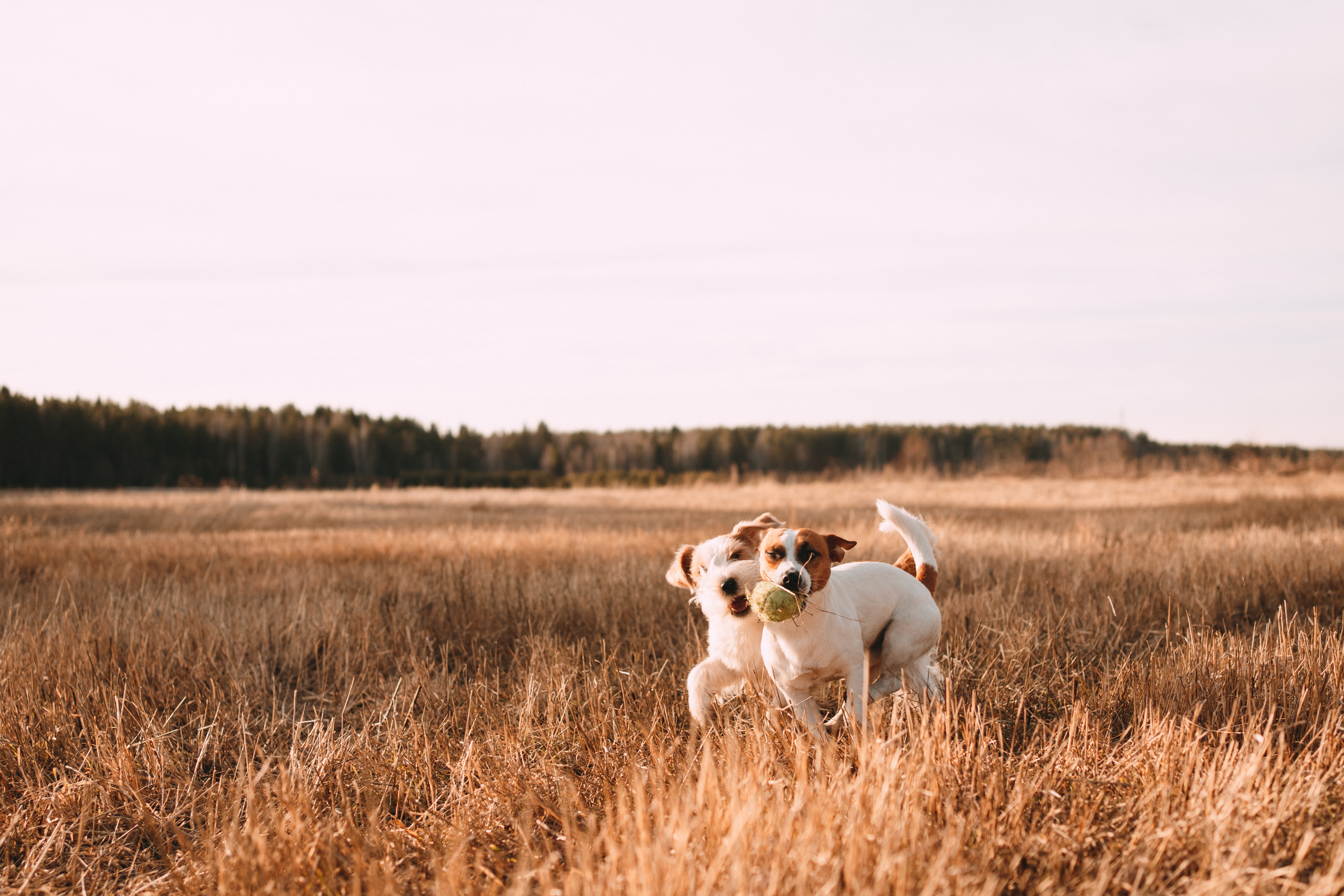 Арти и Тедди. Фотограф-анималист Анастасия Большакова