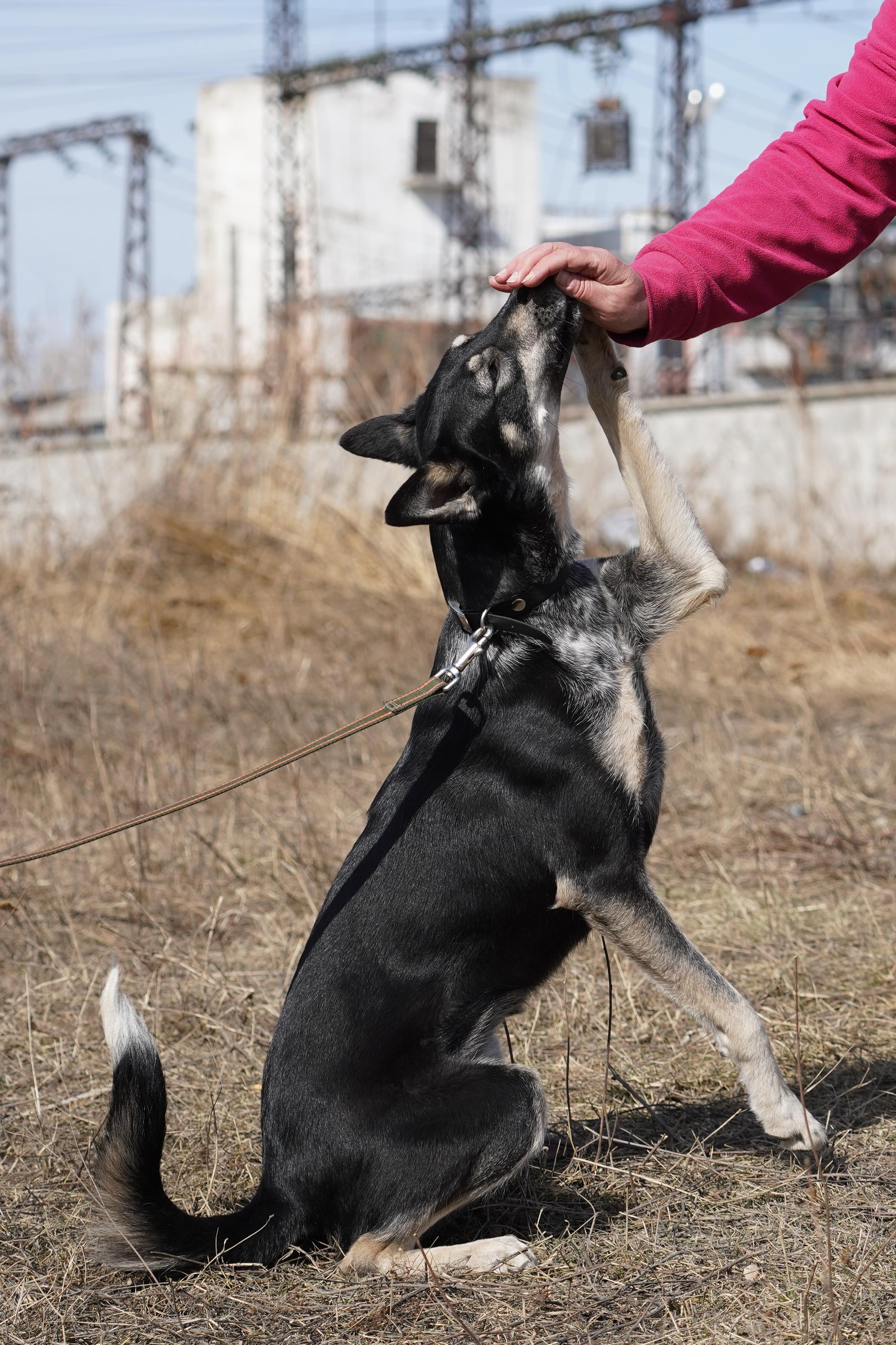 Клуб любителей собак «CANIS». Фотограф-анималист Анастасия Большакова
