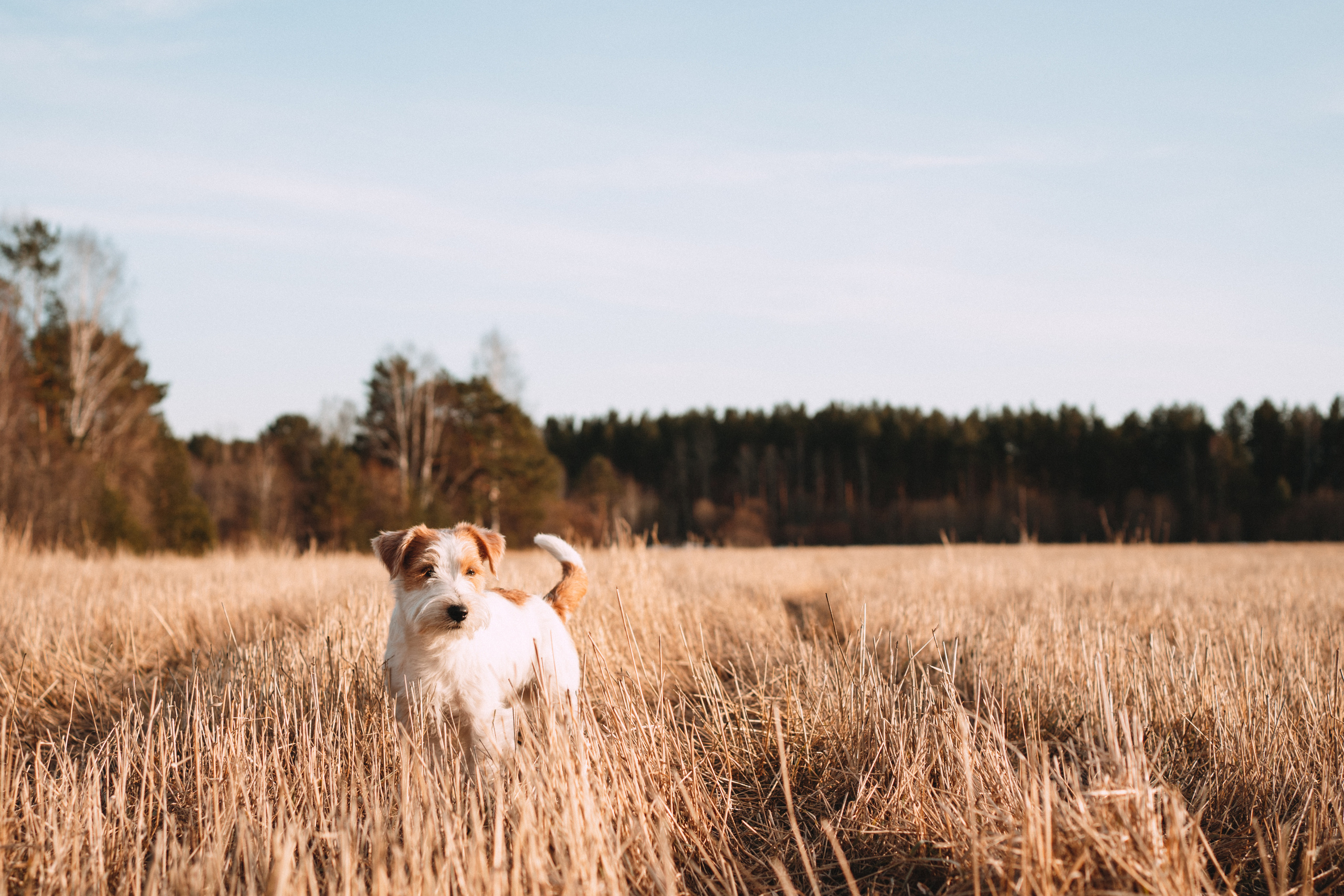 Арти и Тедди. Фотограф-анималист Анастасия Большакова