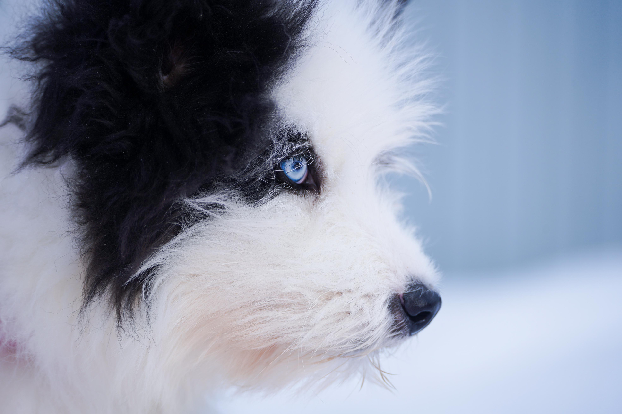 Подопечные приюта. Фотограф-анималист Анастасия Большакова