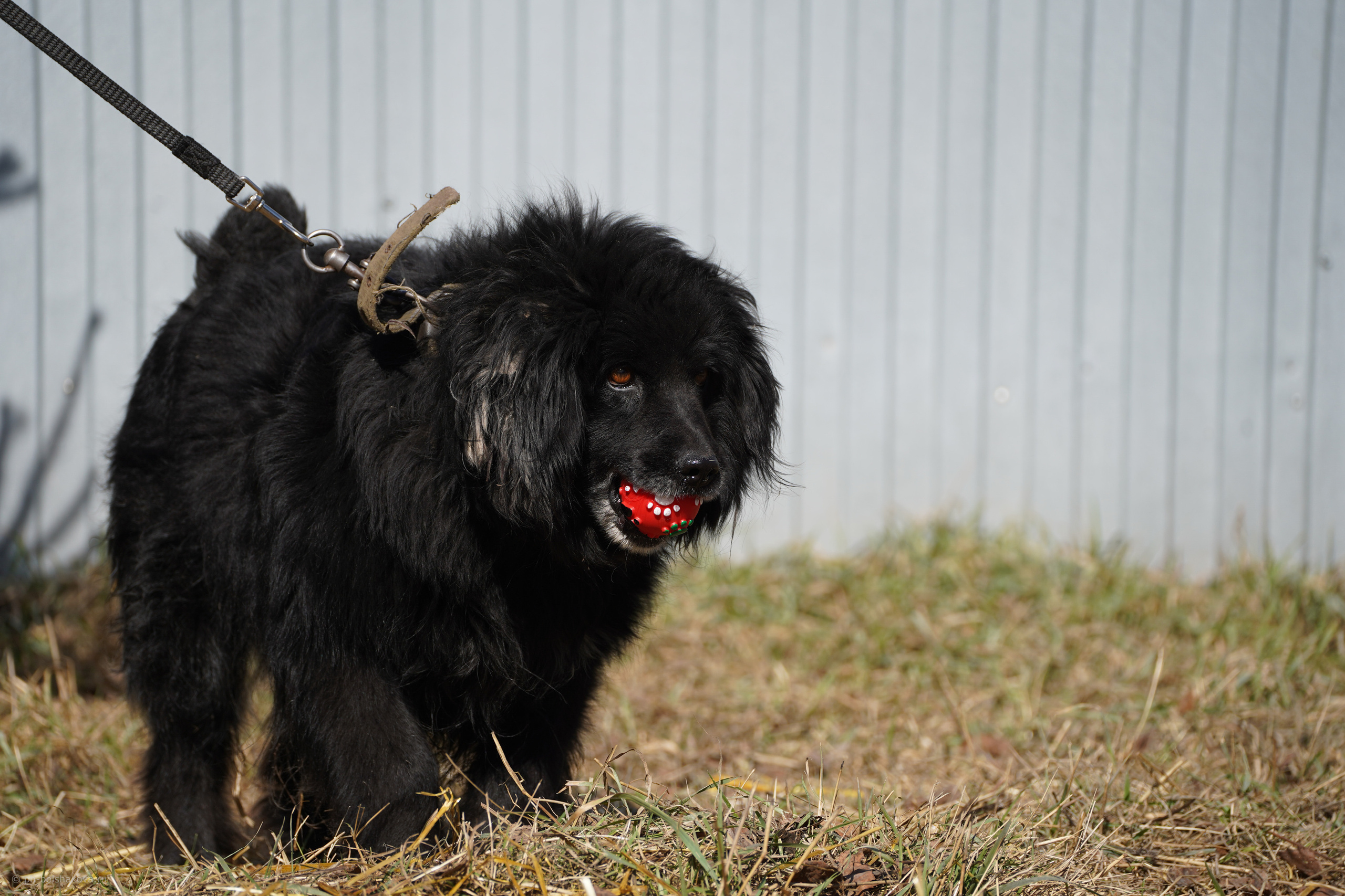 Подопечные приюта. Фотограф-анималист Анастасия Большакова