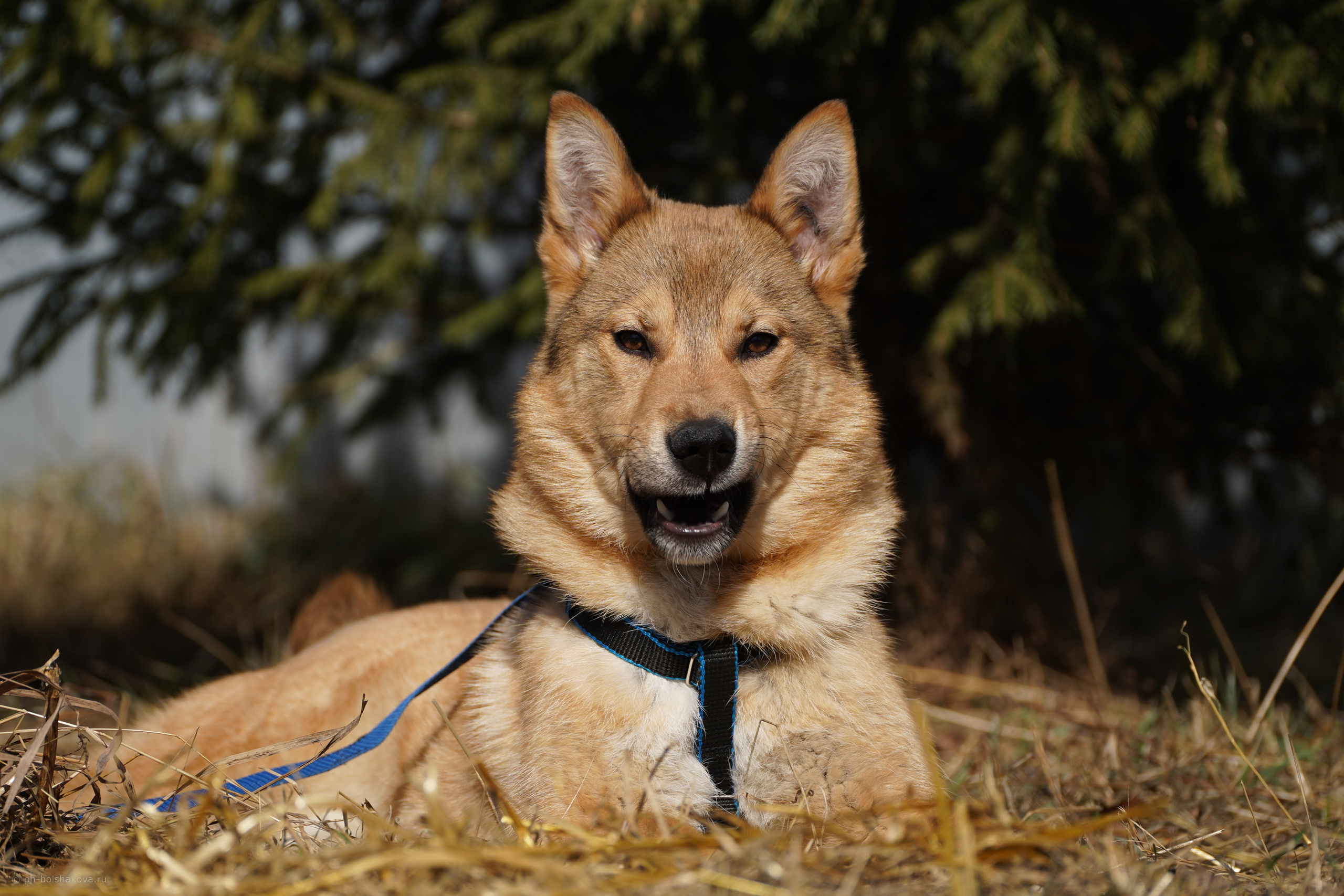 Подопечные приюта. Фотограф-анималист Анастасия Большакова