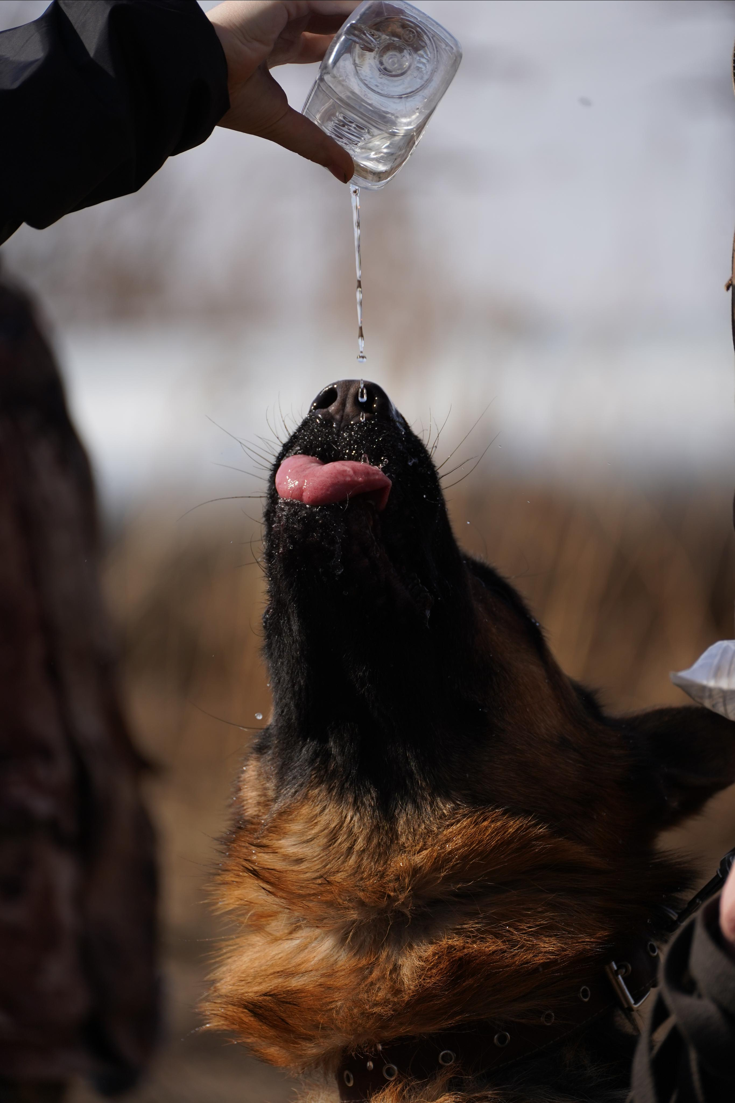 Клуб любителей собак «CANIS». Фотограф-анималист Анастасия Большакова