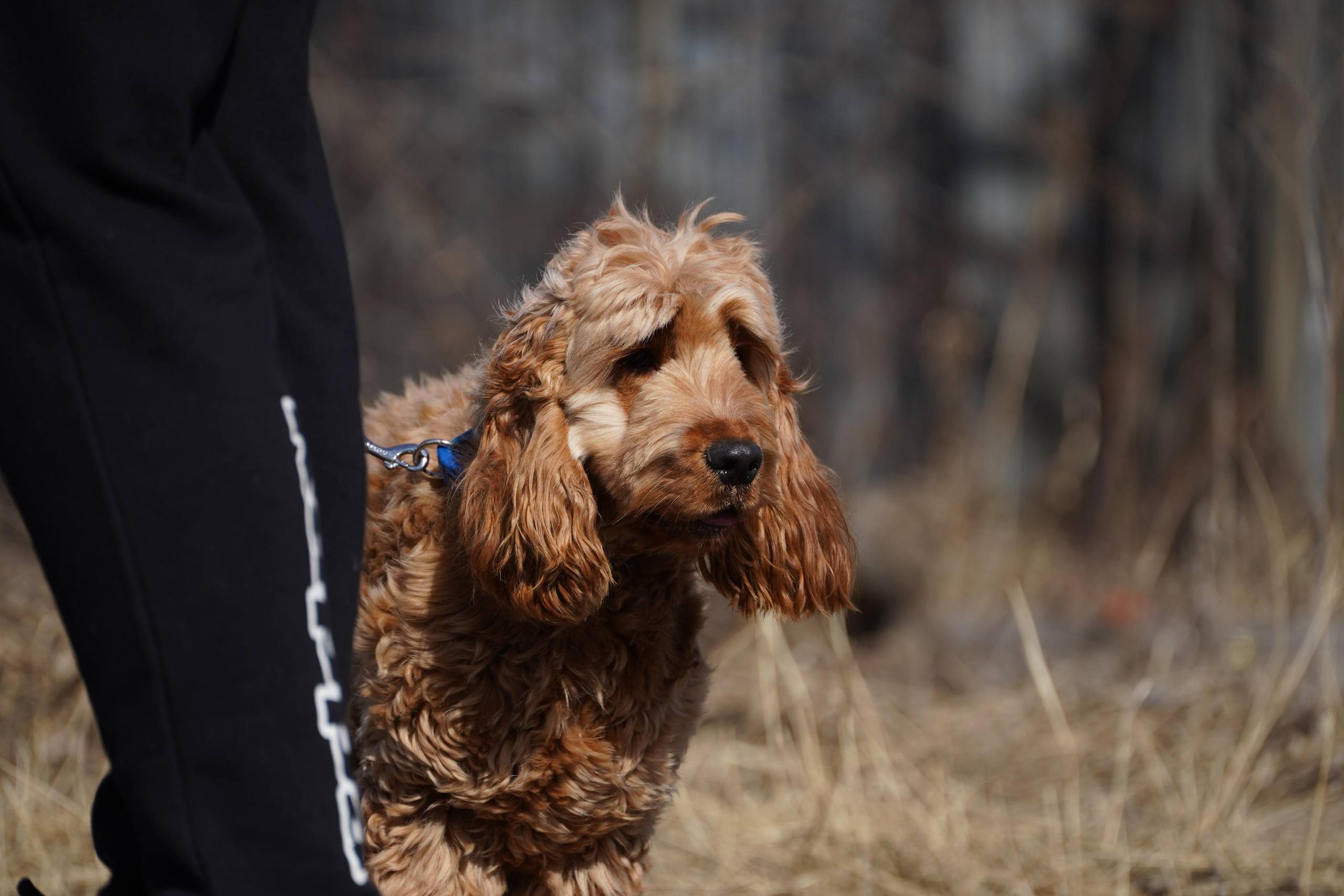 Клуб любителей собак «CANIS». Фотограф-анималист Анастасия Большакова