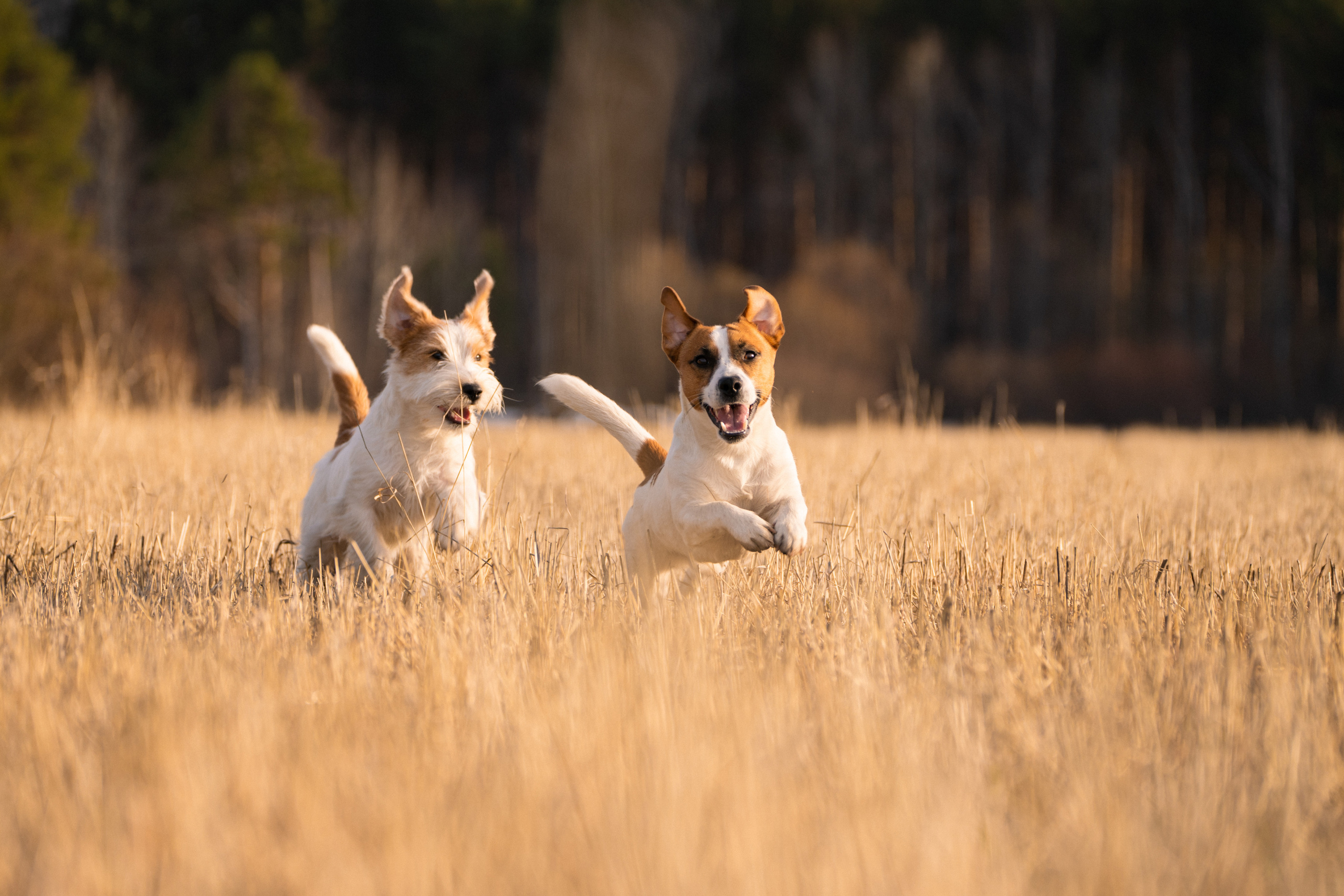 Арти и Тедди. Фотограф-анималист Анастасия Большакова