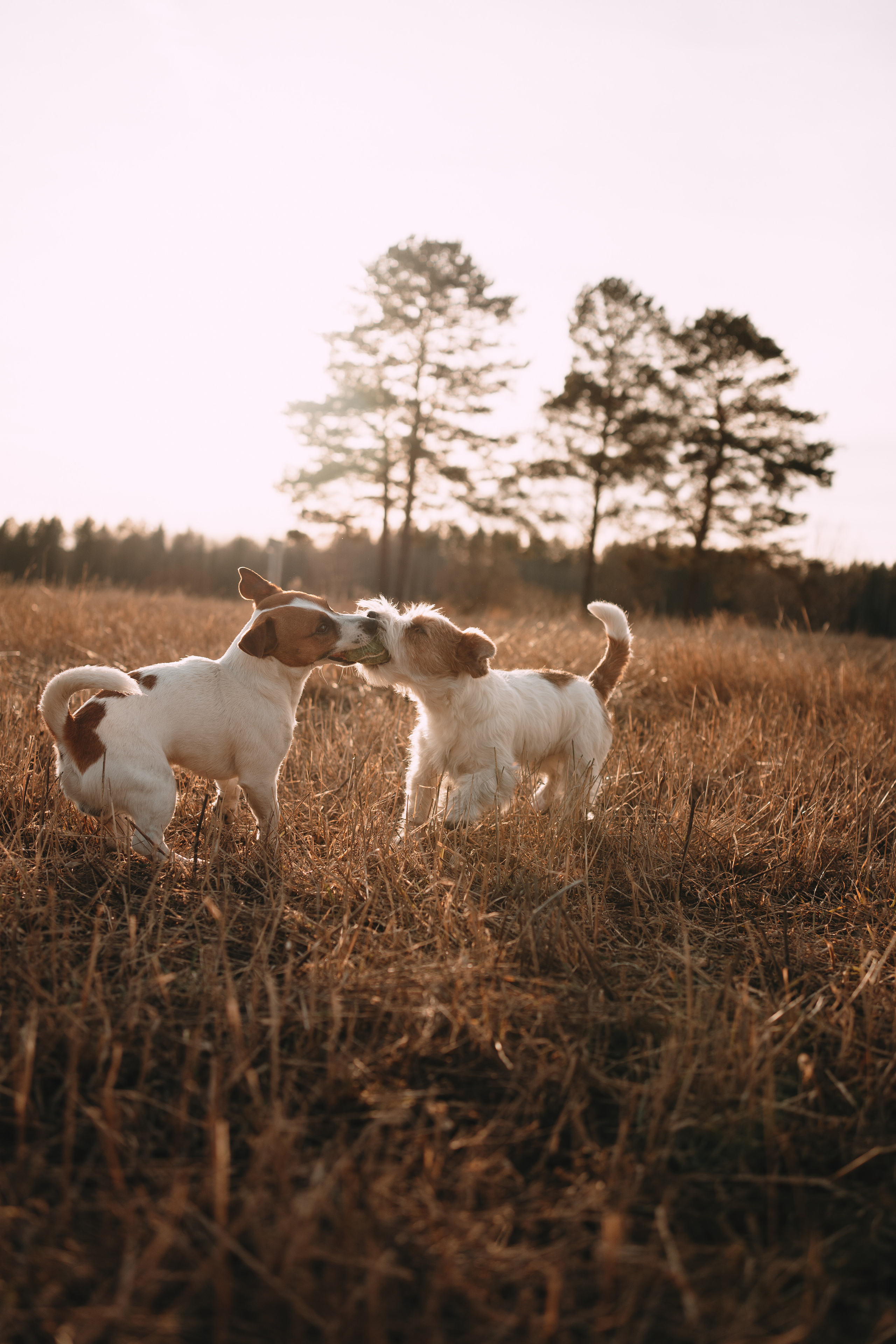 Арти и Тедди. Фотограф-анималист Анастасия Большакова