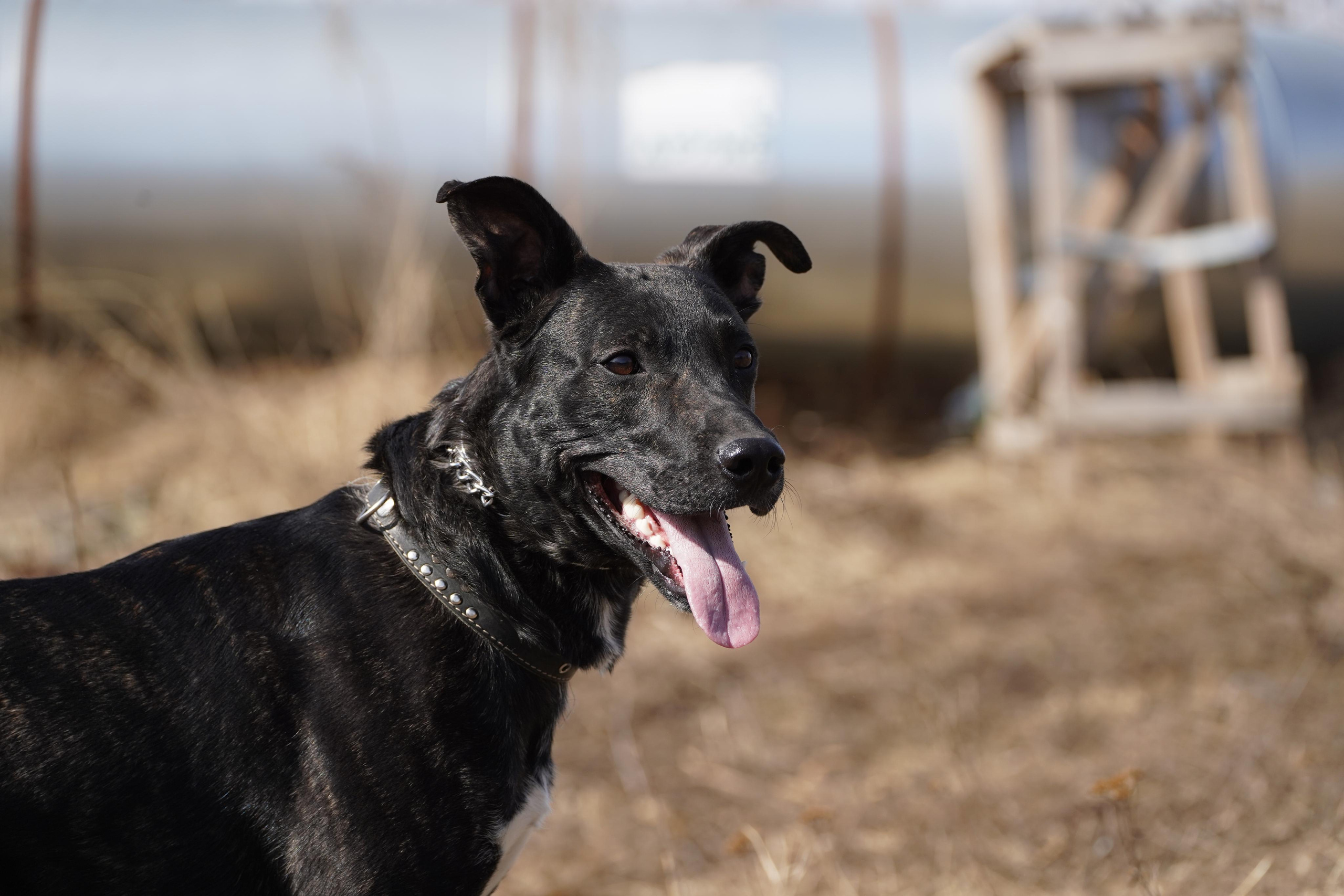 Клуб любителей собак «CANIS». Фотограф-анималист Анастасия Большакова