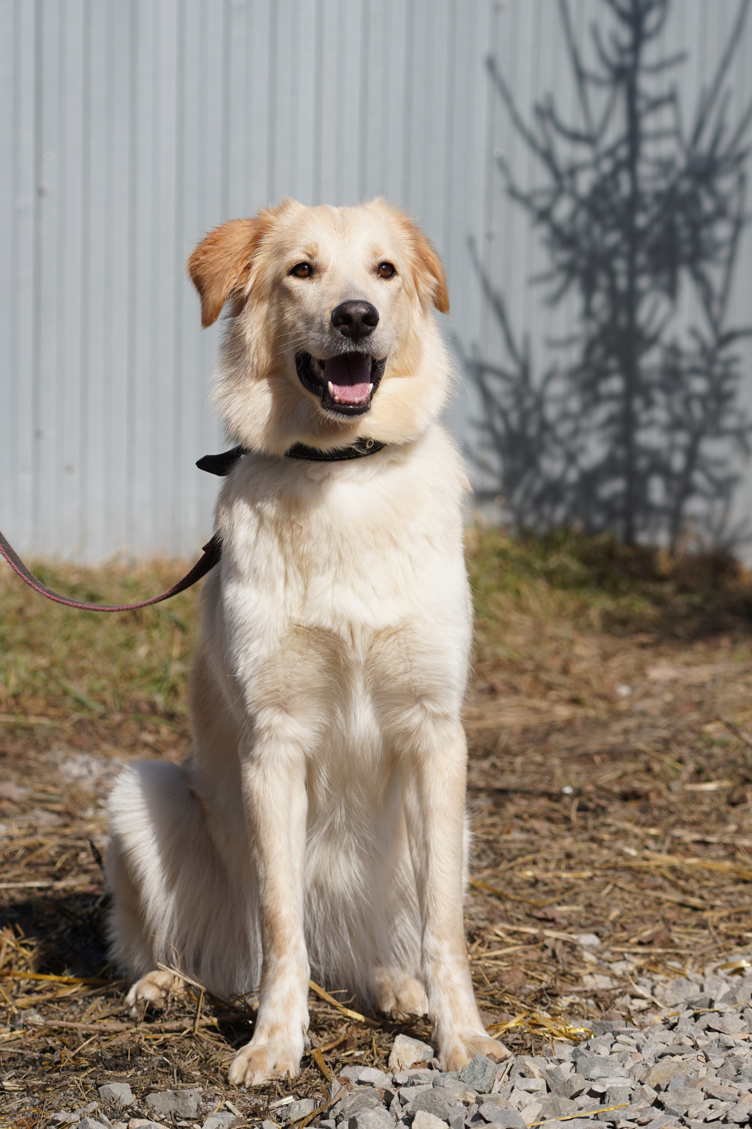 Подопечные приюта. Фотограф-анималист Анастасия Большакова