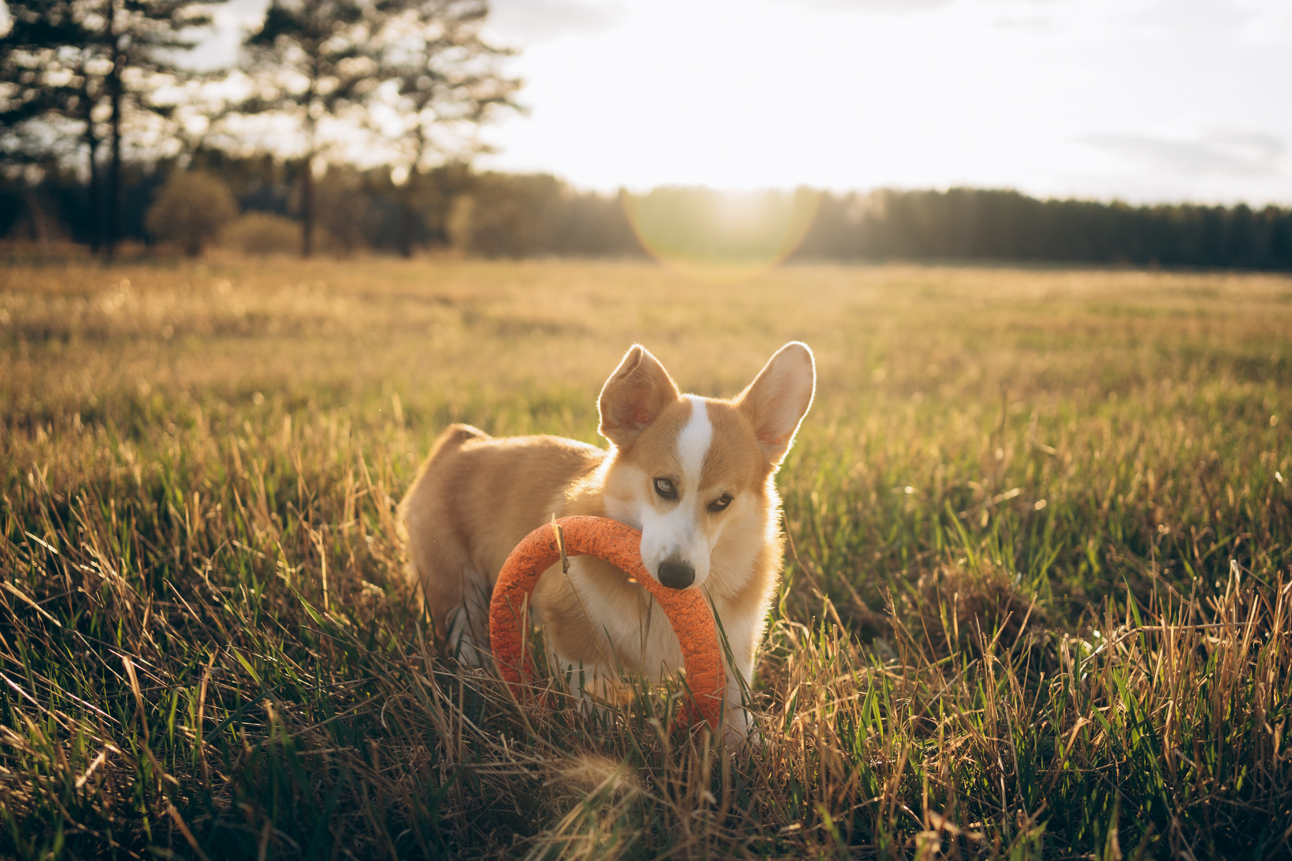 Тако. Фотограф-анималист Анастасия Большакова