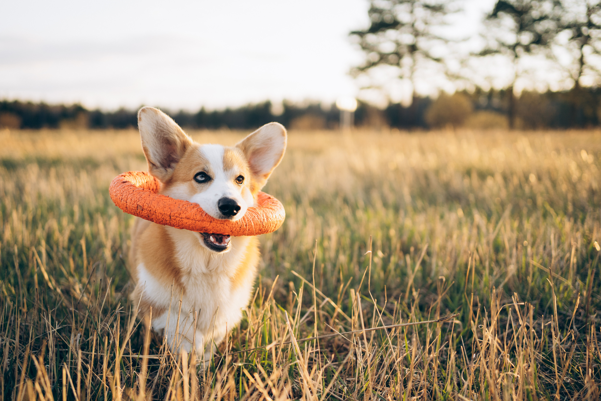 Тако. Фотограф-анималист Анастасия Большакова