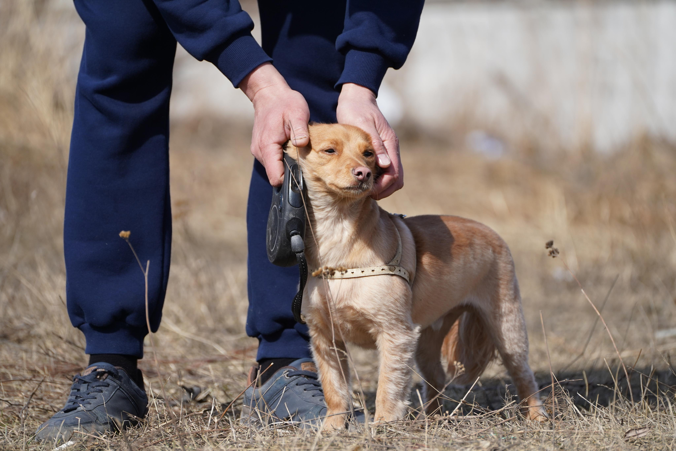 Клуб любителей собак «CANIS». Фотограф-анималист Анастасия Большакова