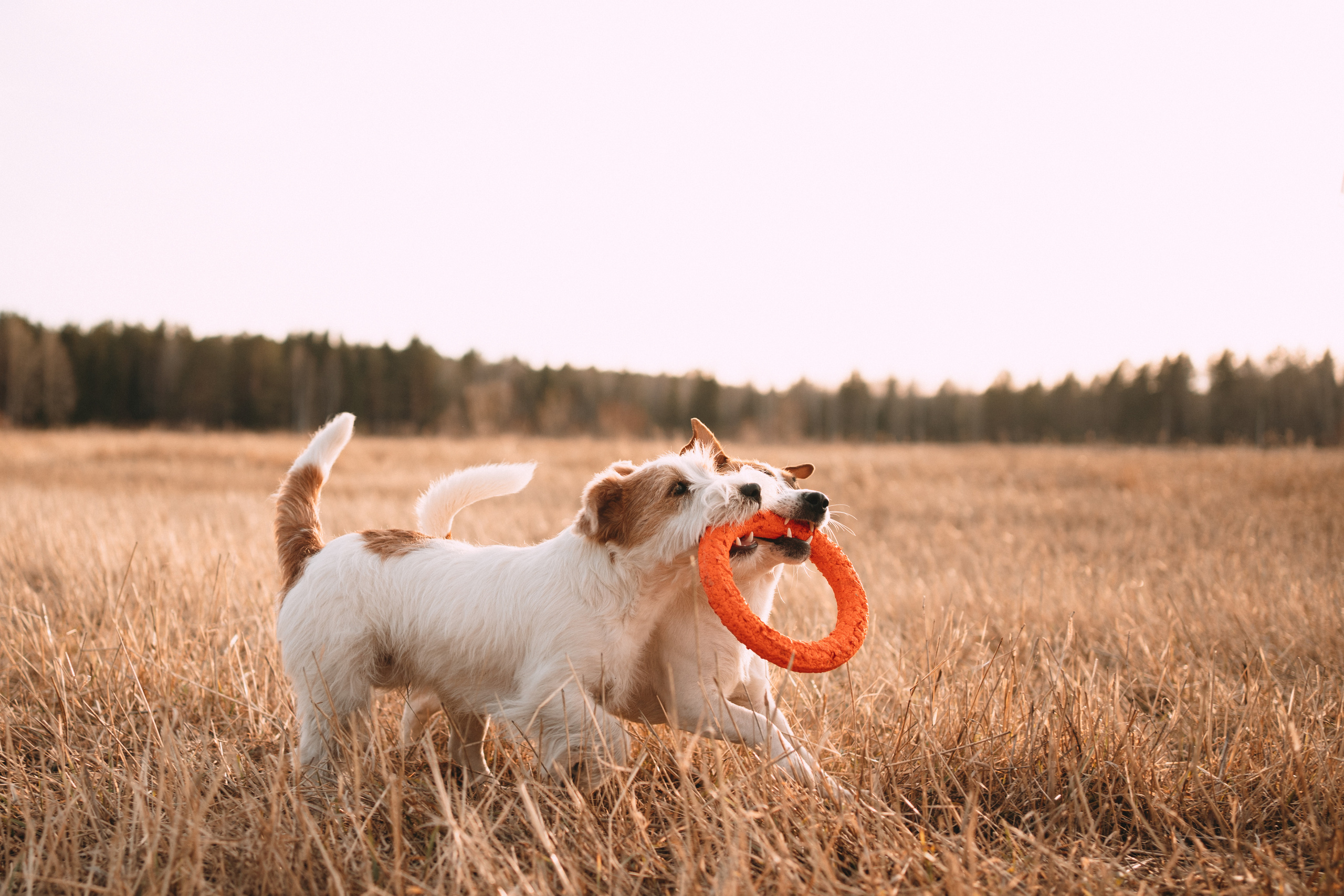 Арти и Тедди. Фотограф-анималист Анастасия Большакова