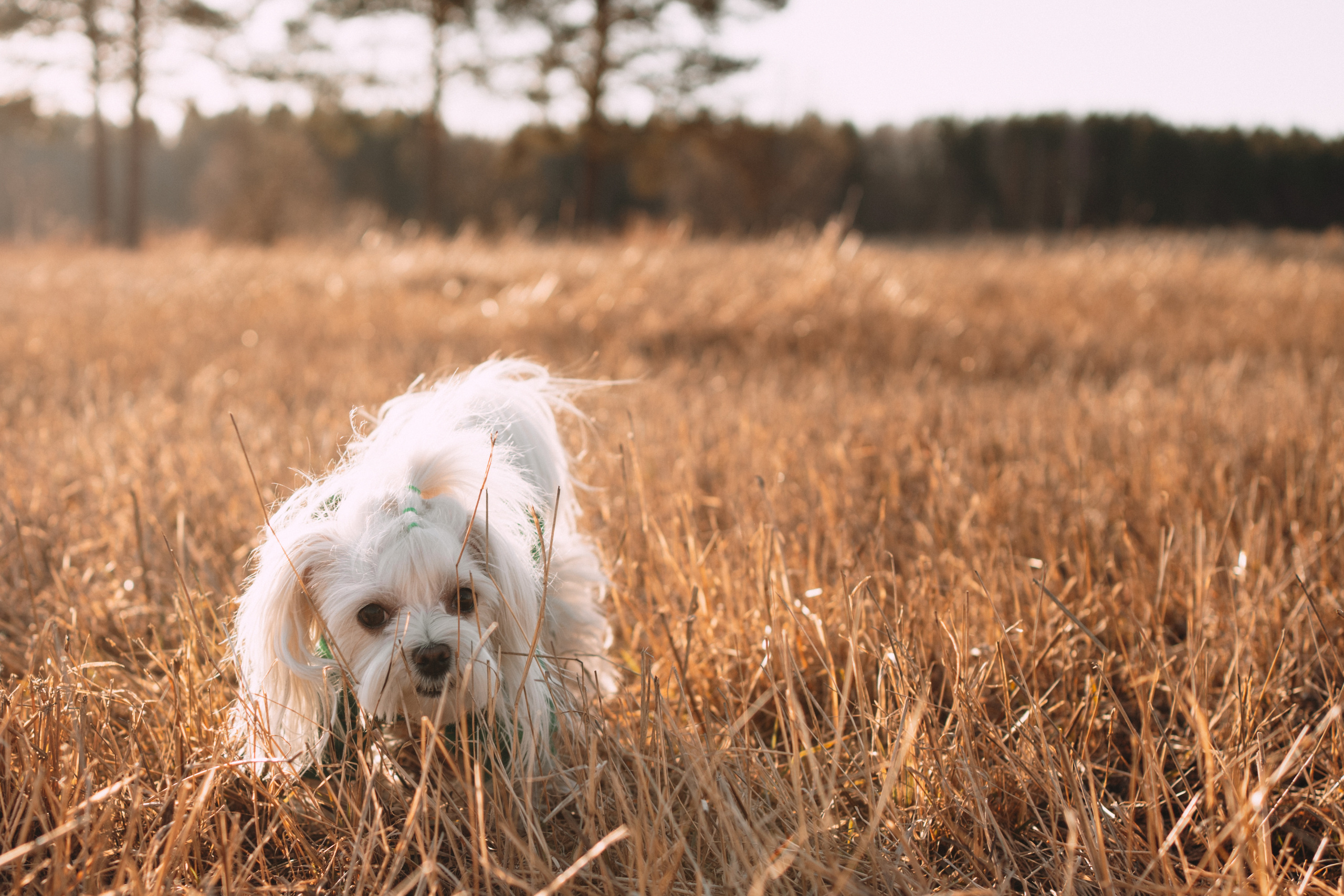 Лиза. Фотограф-анималист Анастасия Большакова