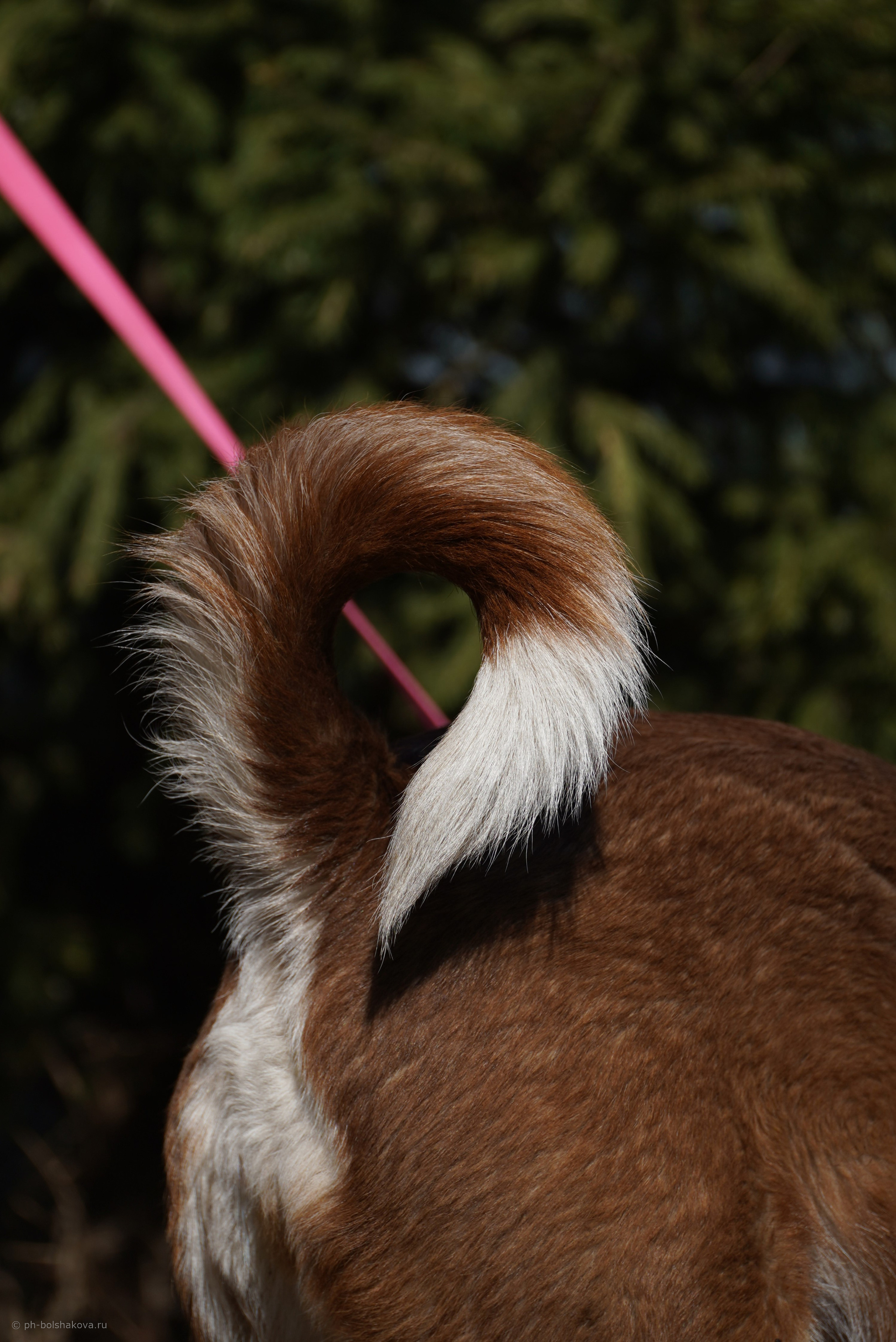 Подопечные приюта. Фотограф-анималист Анастасия Большакова