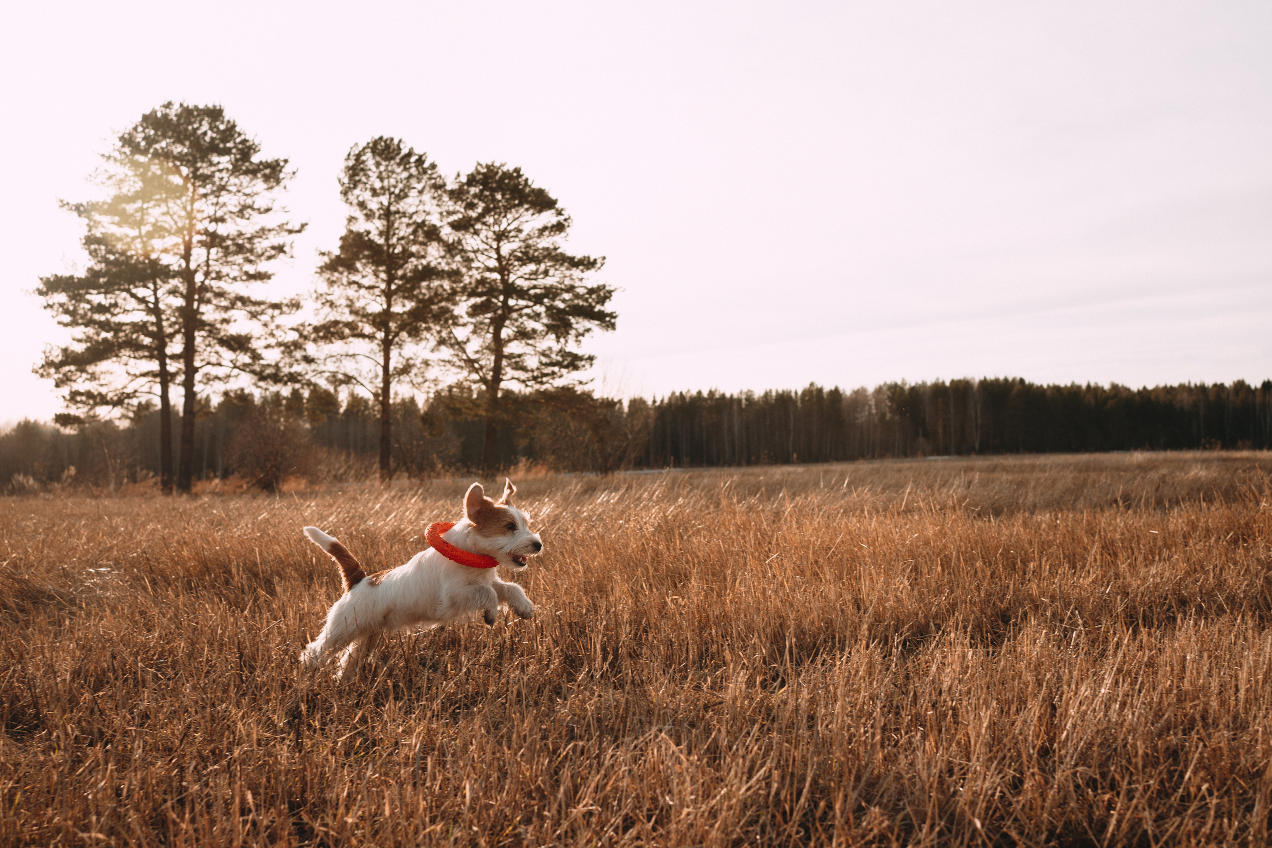Арти и Тедди. Фотограф-анималист Анастасия Большакова
