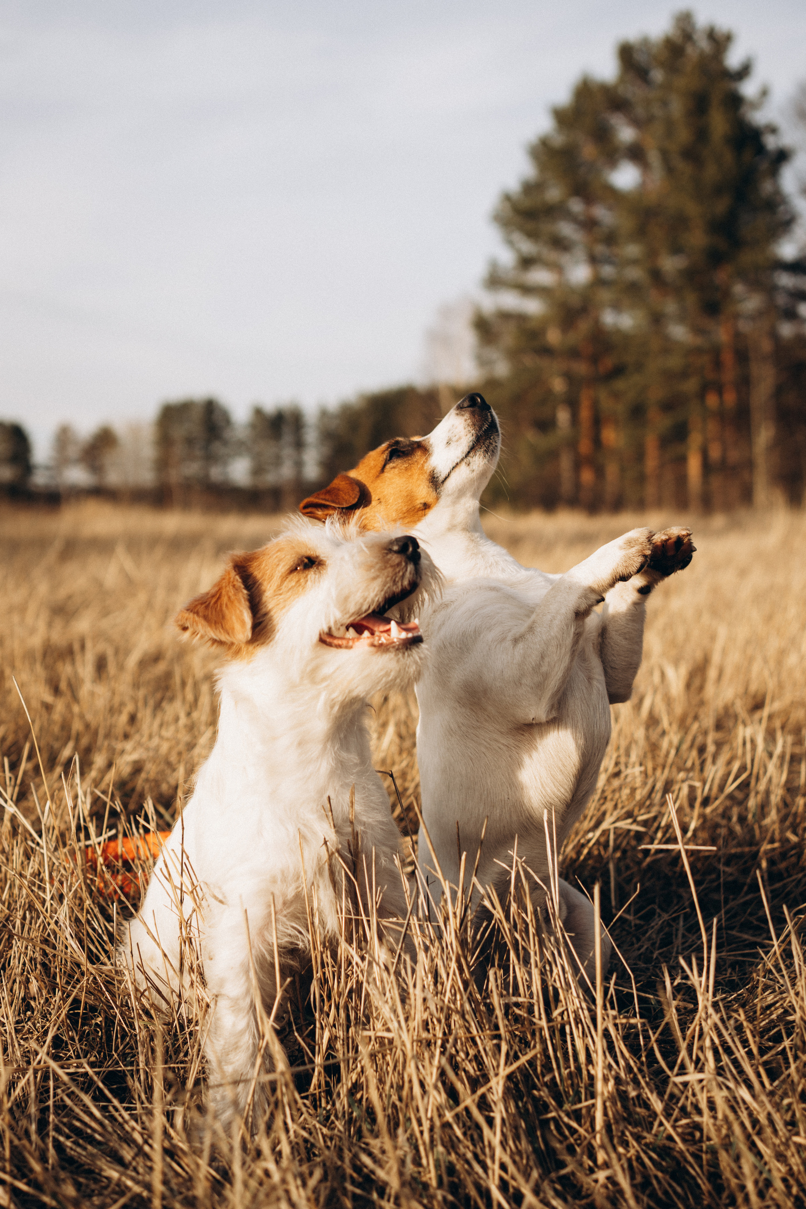 Арти и Тедди. Фотограф-анималист Анастасия Большакова