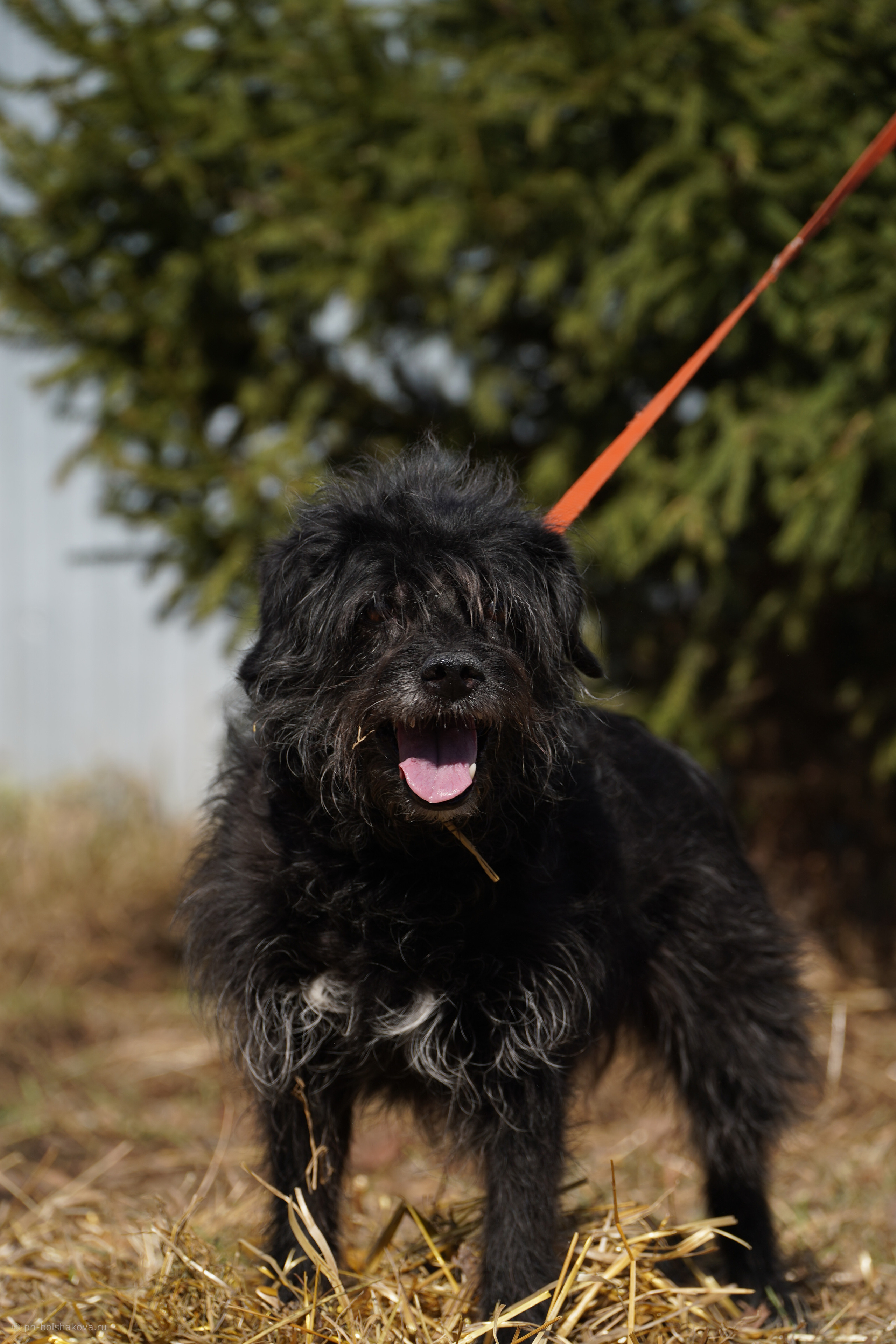 Подопечные приюта. Фотограф-анималист Анастасия Большакова