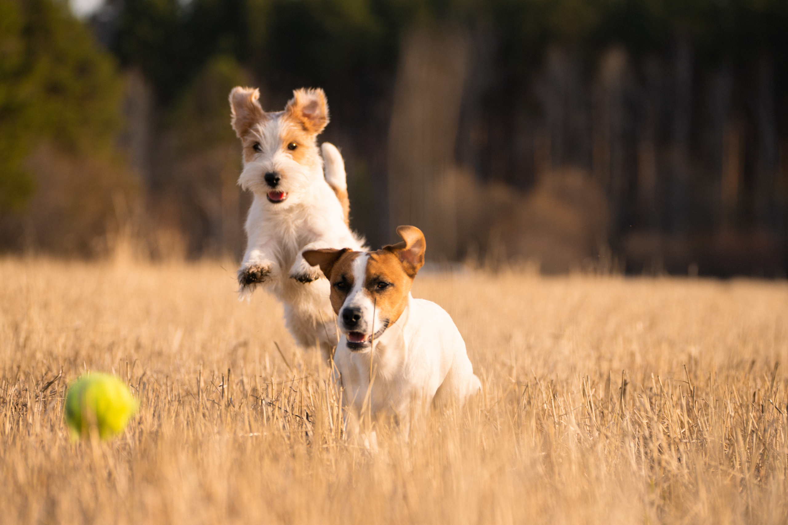 Арти и Тедди. Фотограф-анималист Анастасия Большакова