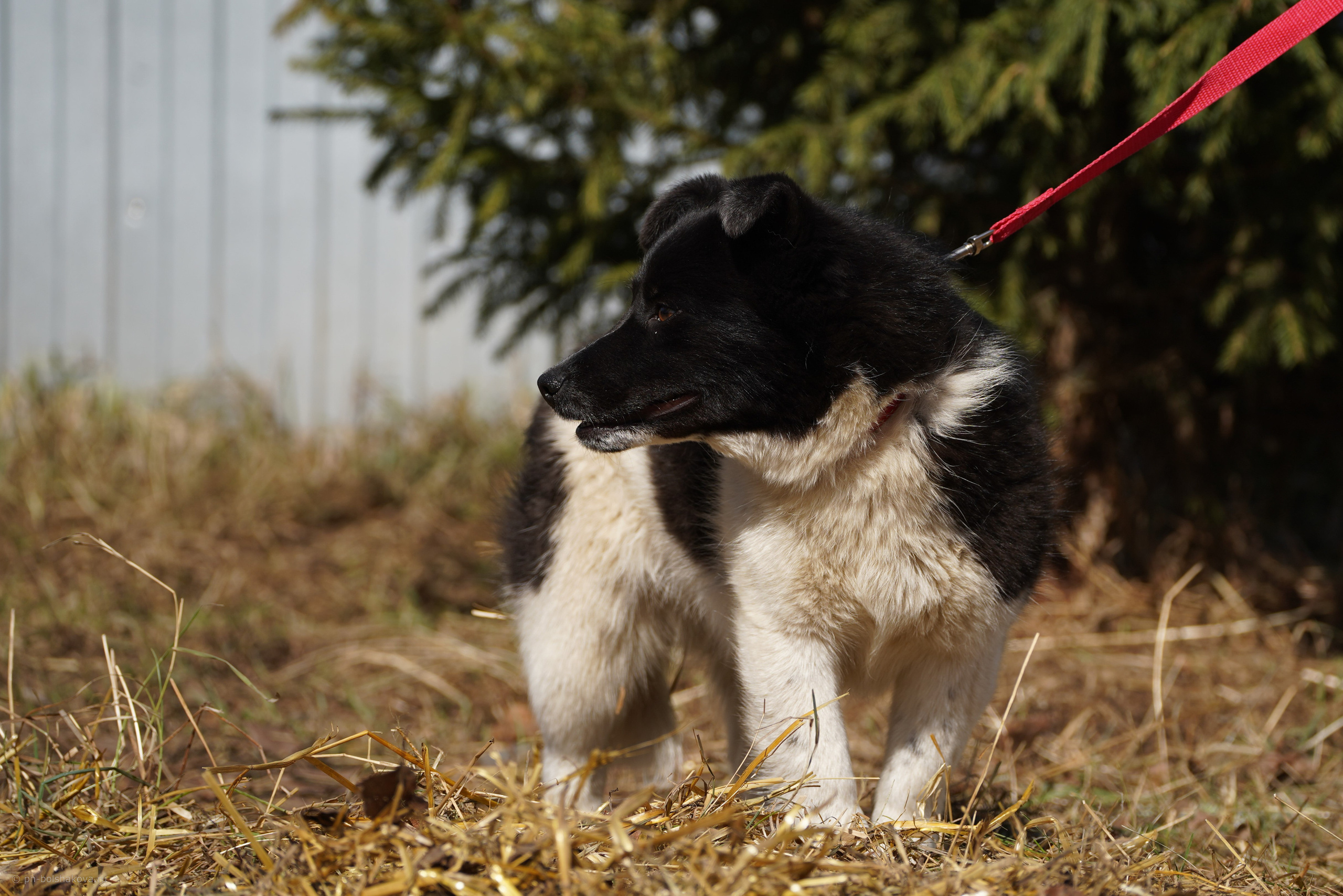 Подопечные приюта. Фотограф-анималист Анастасия Большакова
