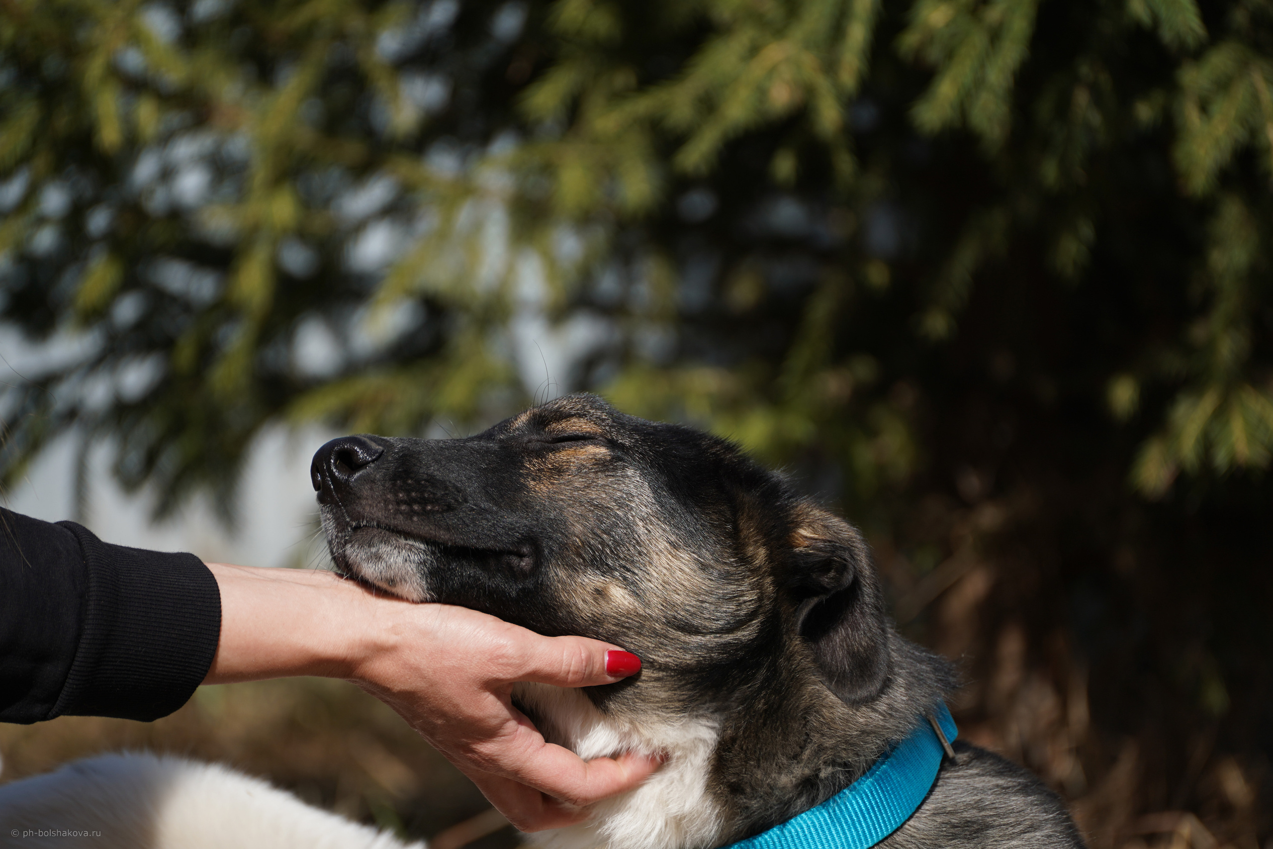 Подопечные приюта. Фотограф-анималист Анастасия Большакова