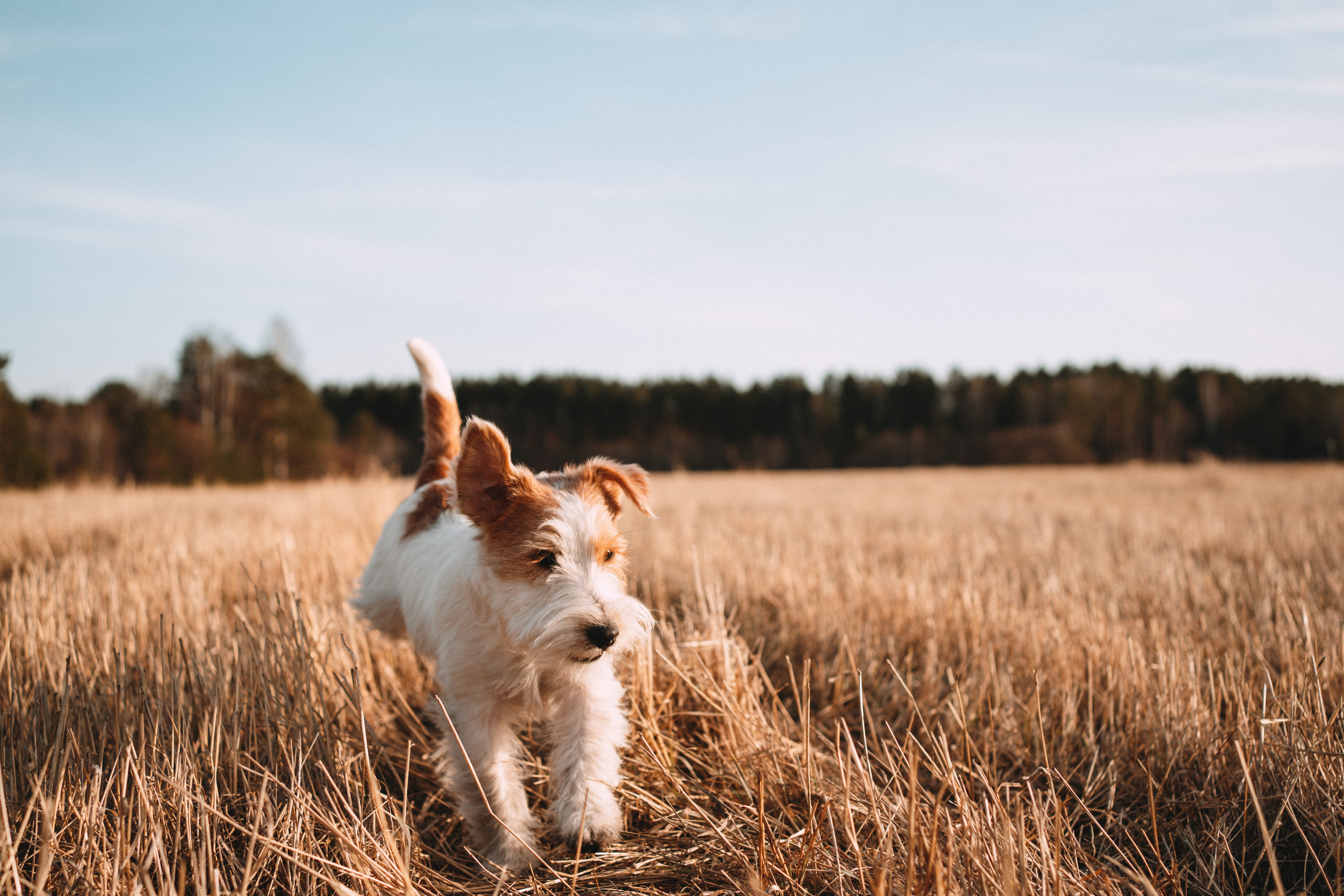 Арти и Тедди. Фотограф-анималист Анастасия Большакова