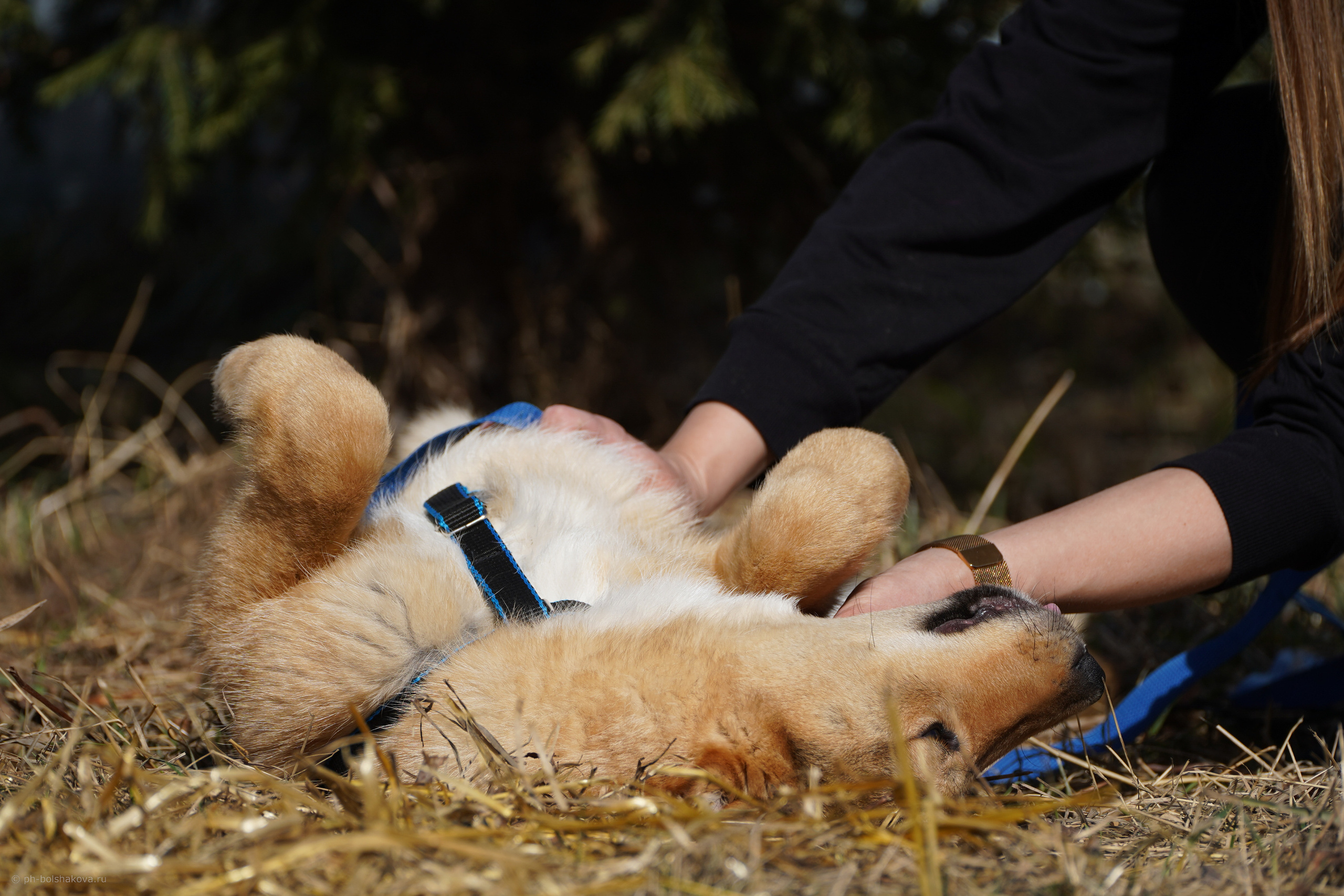 Подопечные приюта. Фотограф-анималист Анастасия Большакова