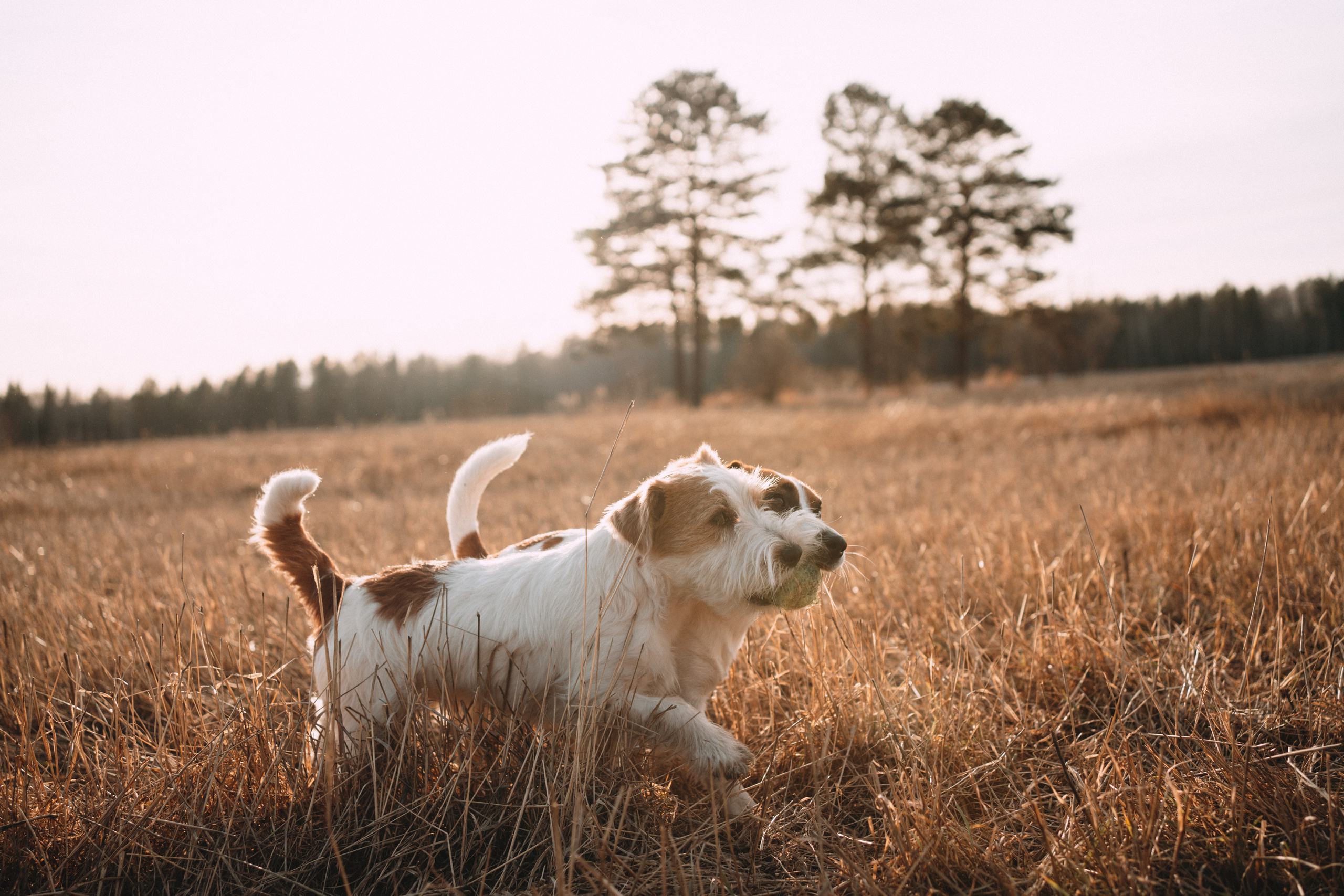 Арти и Тедди. Фотограф-анималист Анастасия Большакова