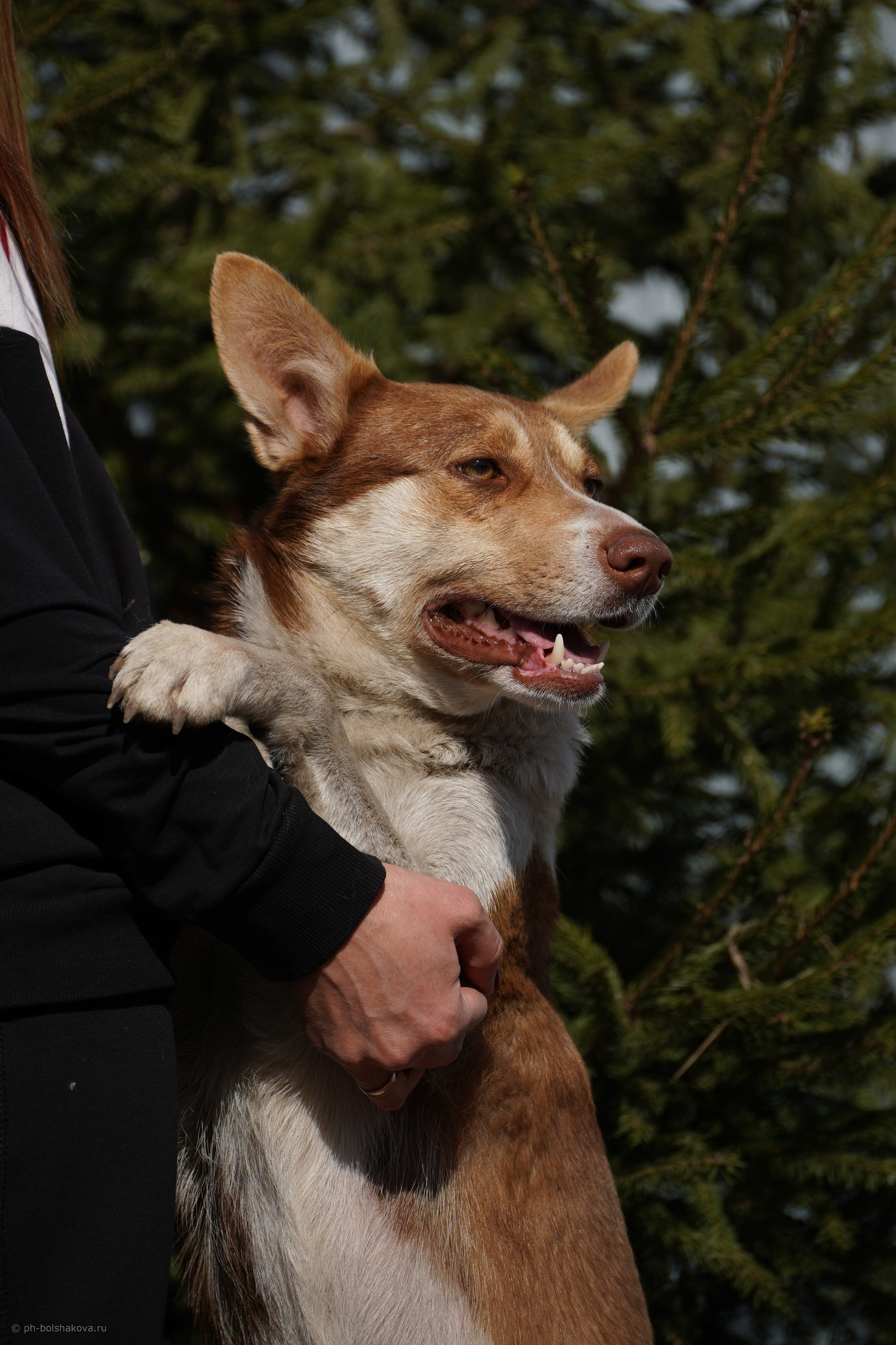 Подопечные приюта. Фотограф-анималист Анастасия Большакова