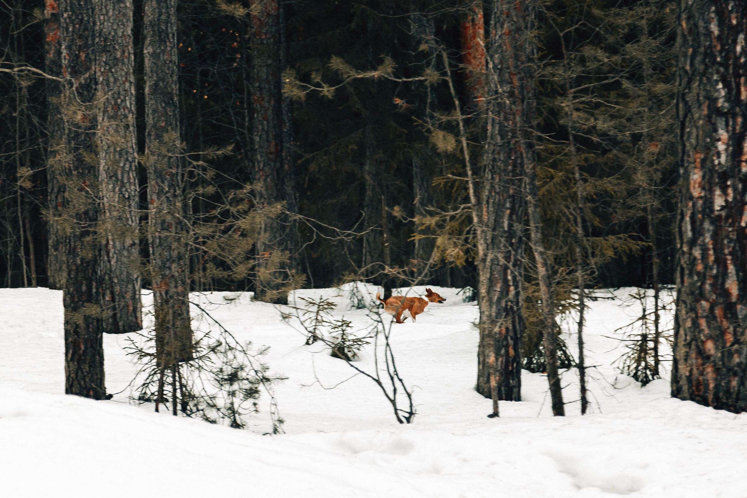 Басенджи Мэнни. Htykk_photo