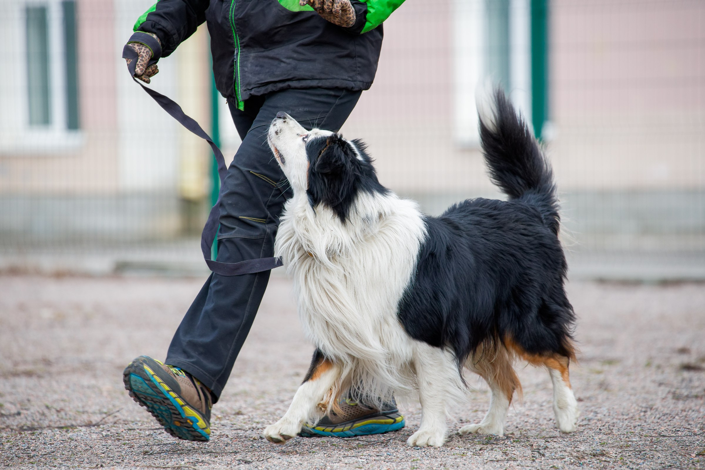 Соревнования «Пошагаем?» от школы дрессировки «Шаги». Irenephoto.ru